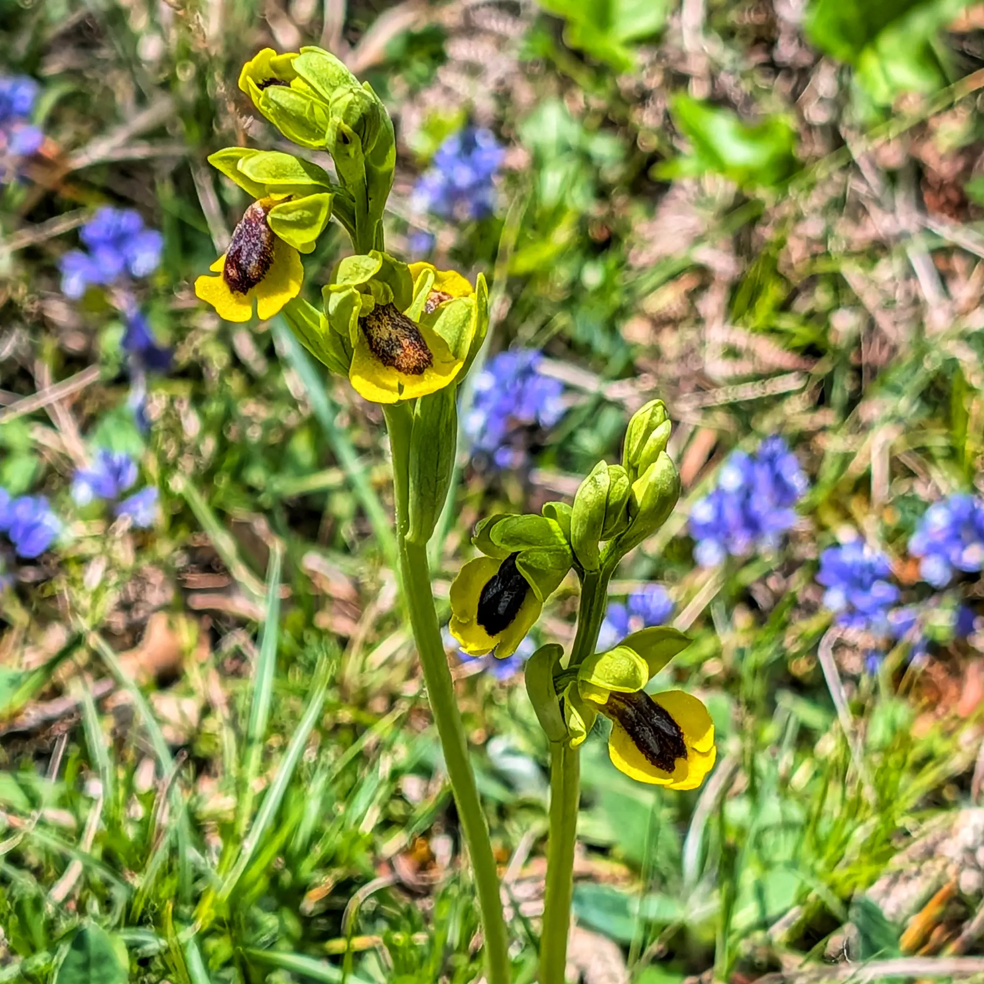 Close-up of Ophrys lutea orchid with yellow petals and dark brown labellum, against a blurred green and blue floral background.