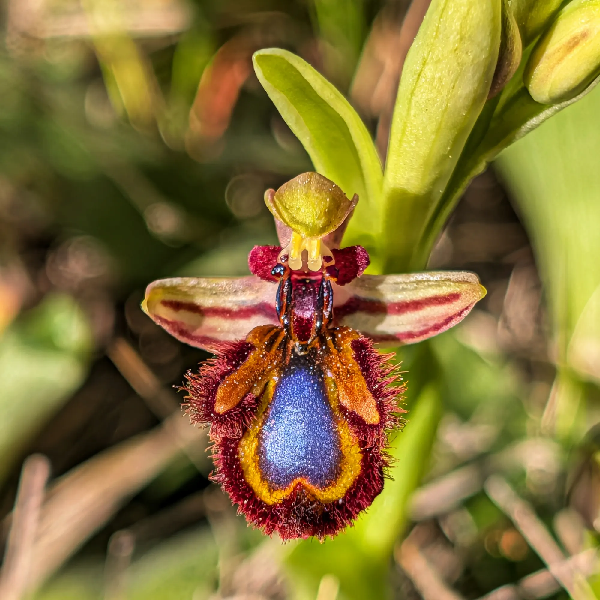 Close-up of an Ophrys speculum orchid showing its metallic blue labellum with velvety texture.