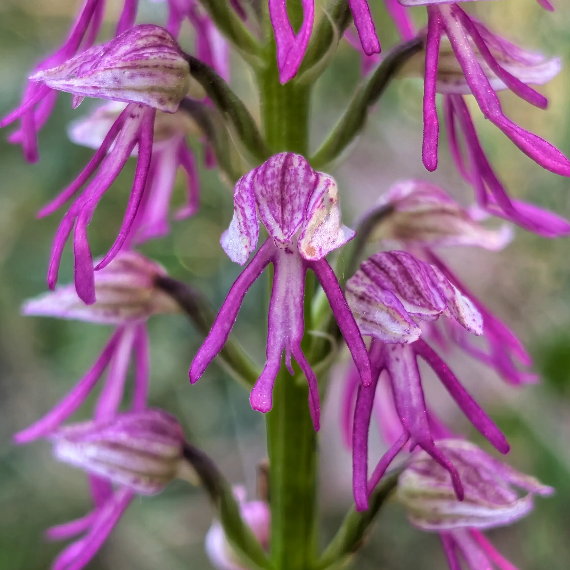Primer pla d'una orquídia Orchis x bergonii amb flors magenta i label blanc estriat.