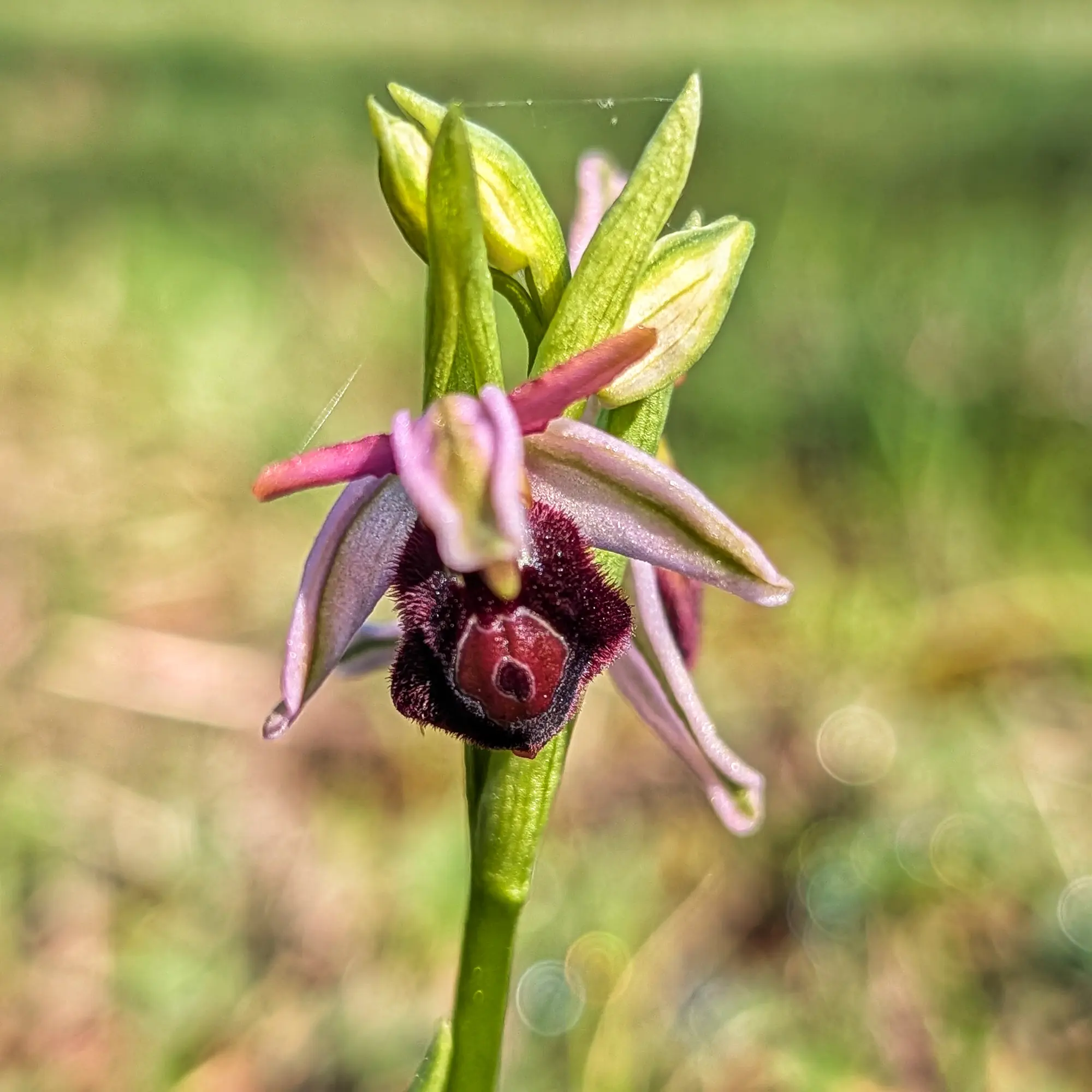 Orquídia Ophrys catalaunica amb llavi fosc i pelut, pètals rosats i tija verda, sobre fons verd difús.