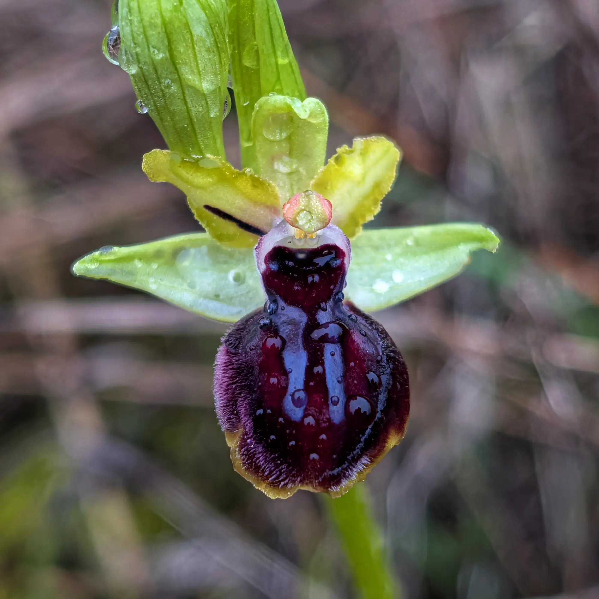 Close-up of an Ophrys passionis orchid with green petals and dark burgundy velvety lip, covered in water droplets.
