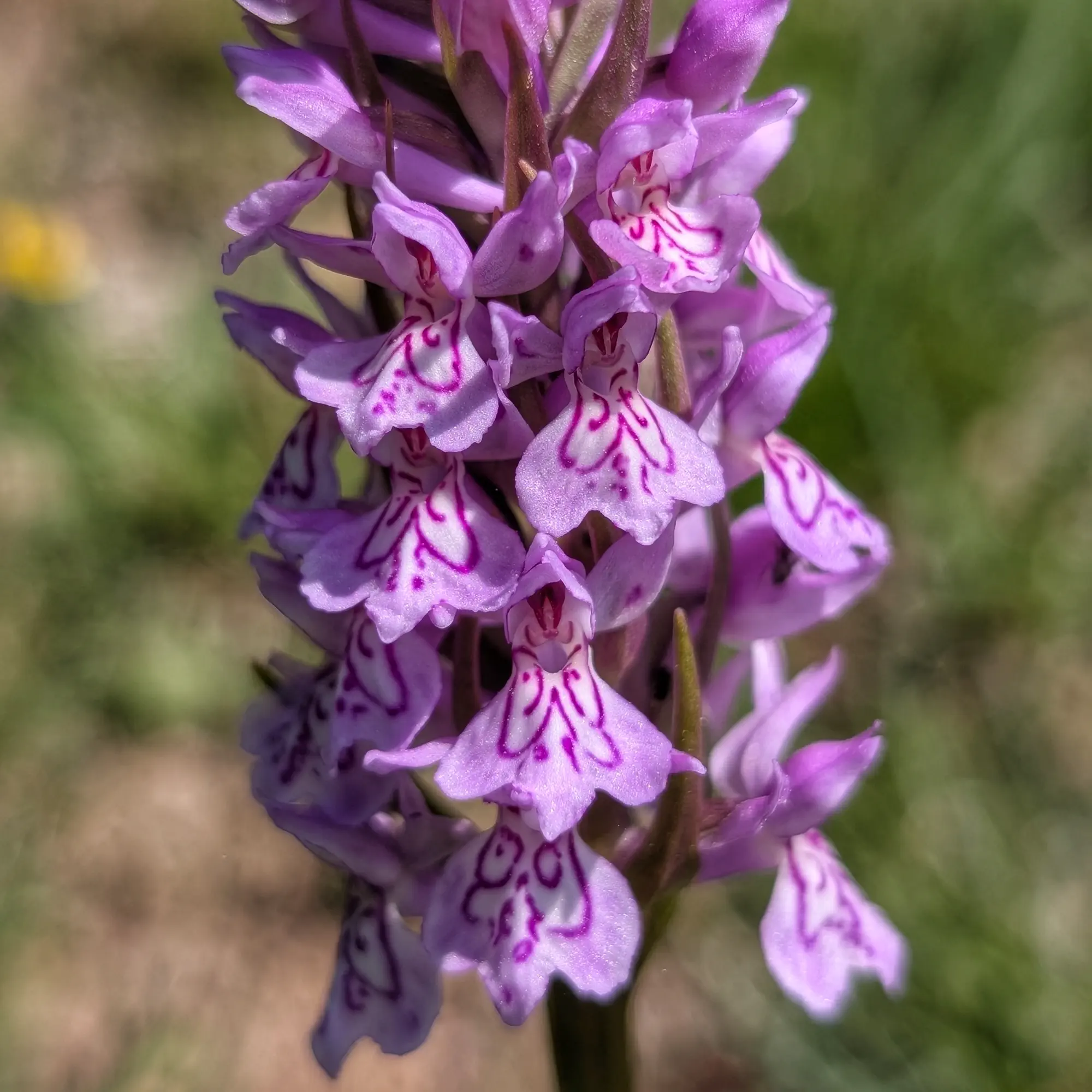 Exemplar de Dactylorhiza maculata del Prepirineu català