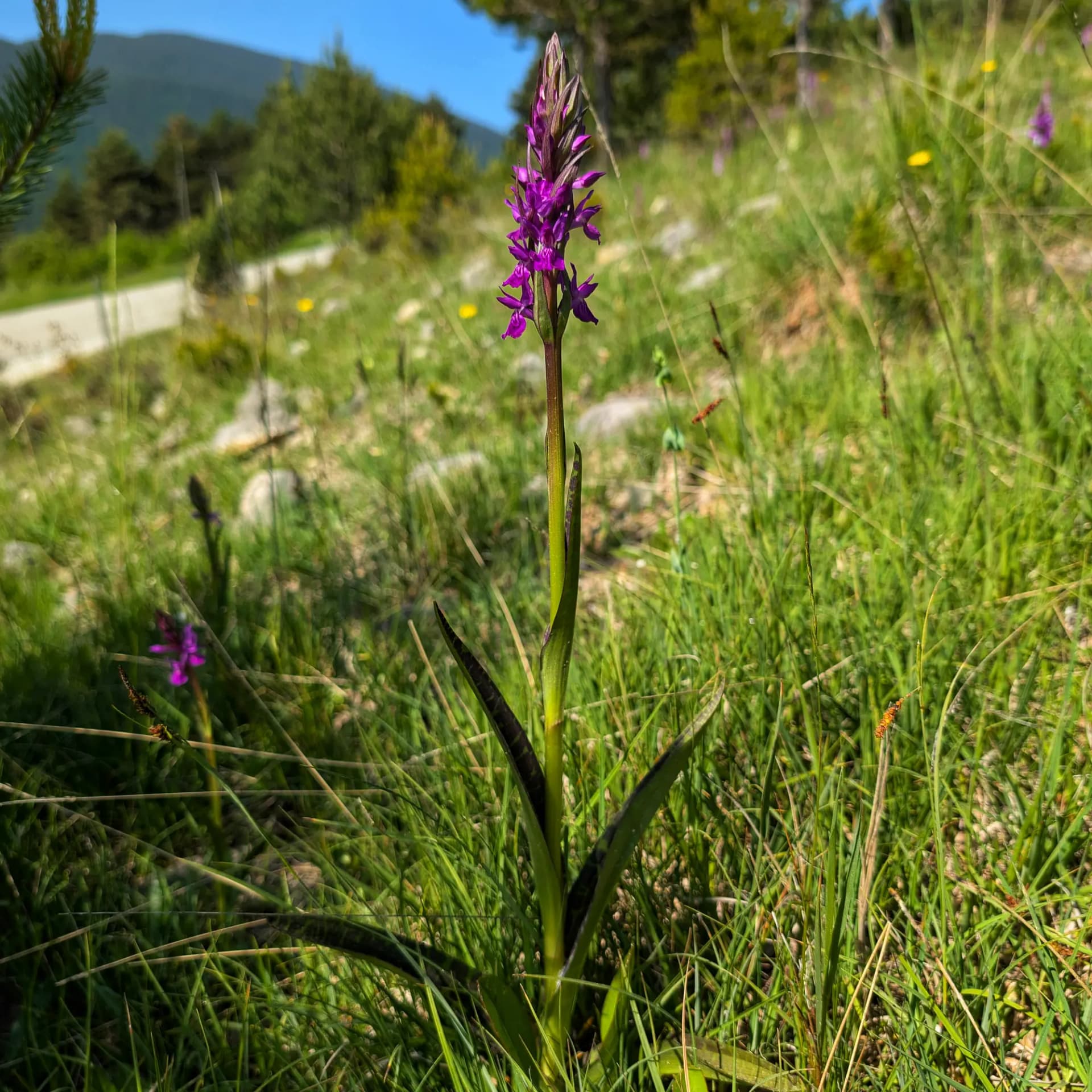 Specimen of Dactylorhiza majalis from the Catalan Pre-Pyrenees