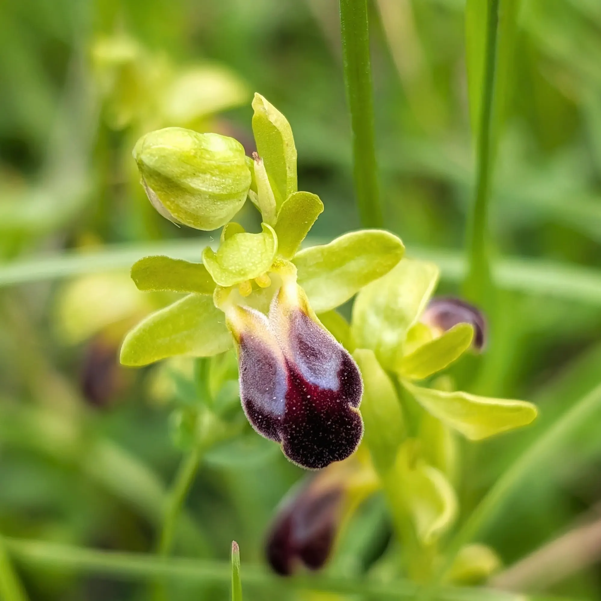 Orquídia Ophrys funerea amb pètals verds i label fosc i vellutat en primer pla.