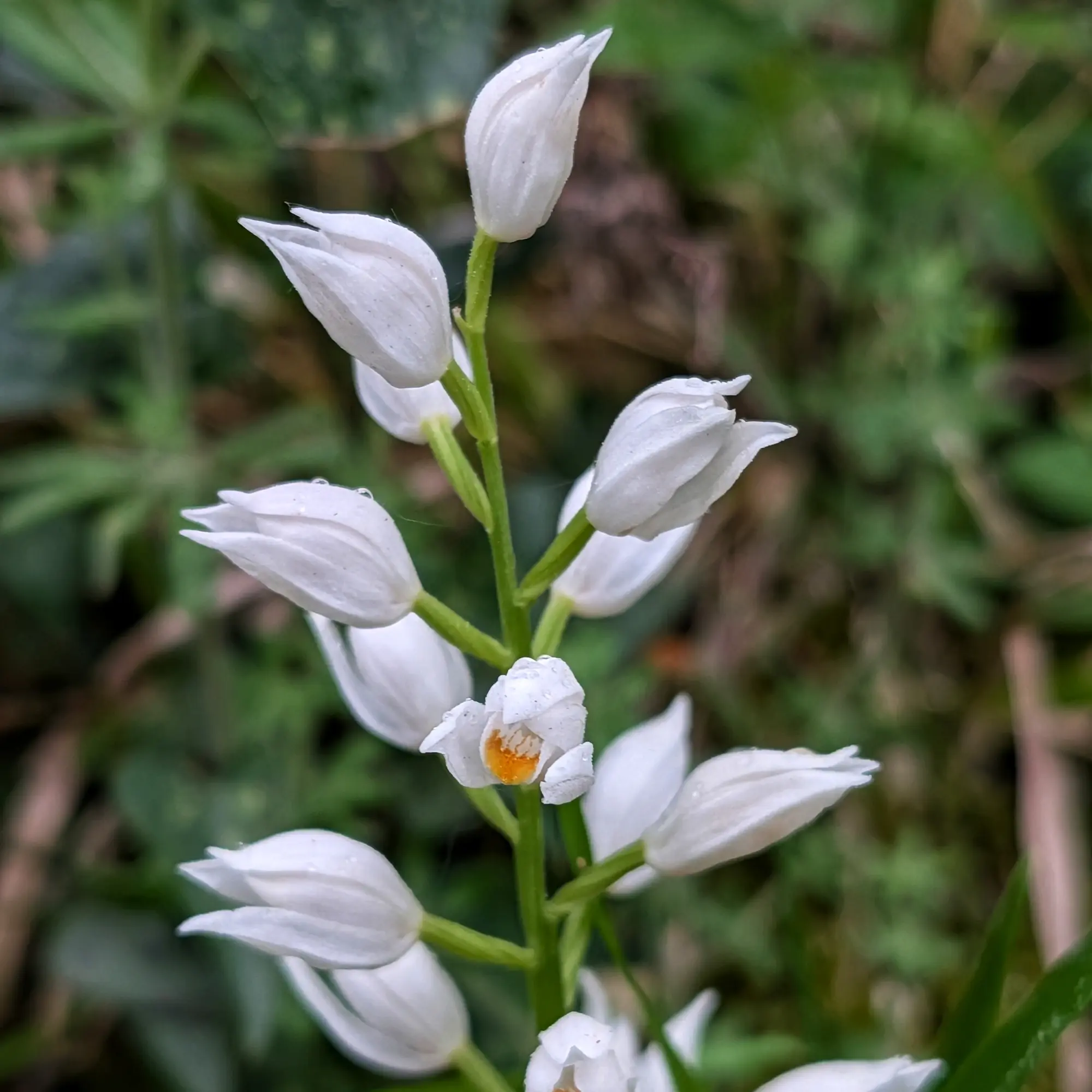 Primer plano de orquídea Cephalanthera longifolia con flores blancas, gotas de agua y fondo verde difuminado.