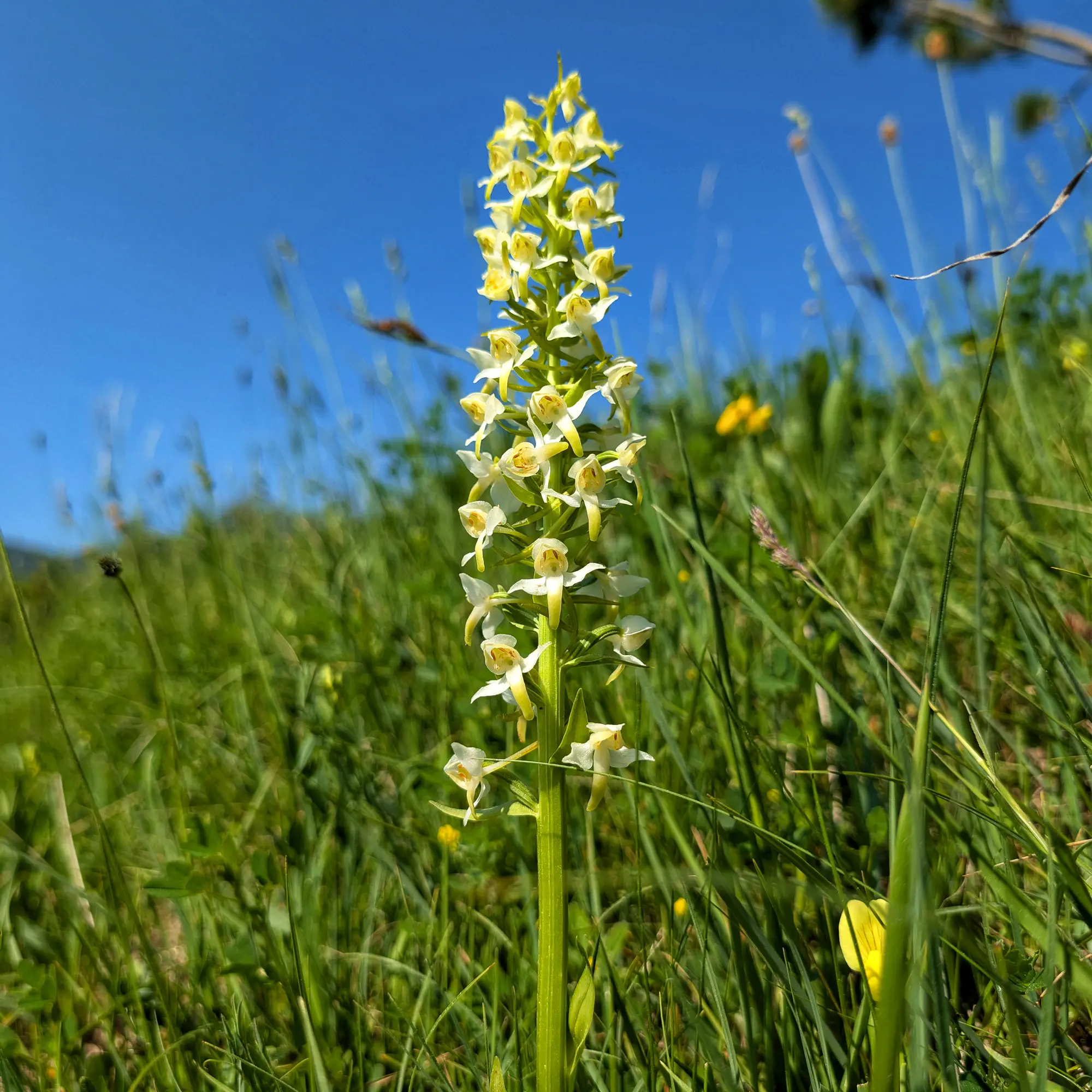 Exemplar de Platanthera chlorantha del Berguedà (Catalunya)