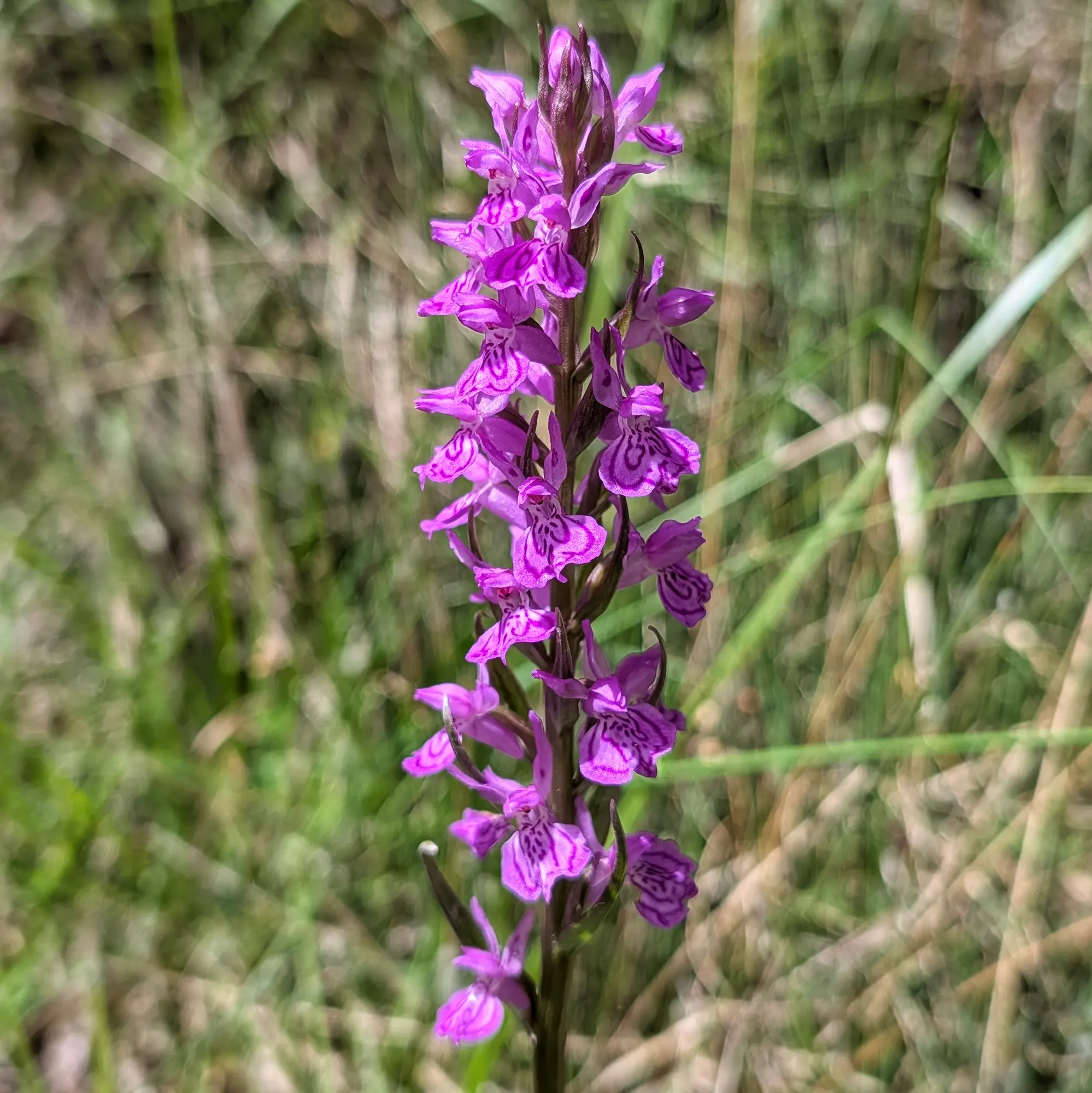 Orquídia Dactylorhiza elata amb flors rosa-porpra en un entorn natural verd.