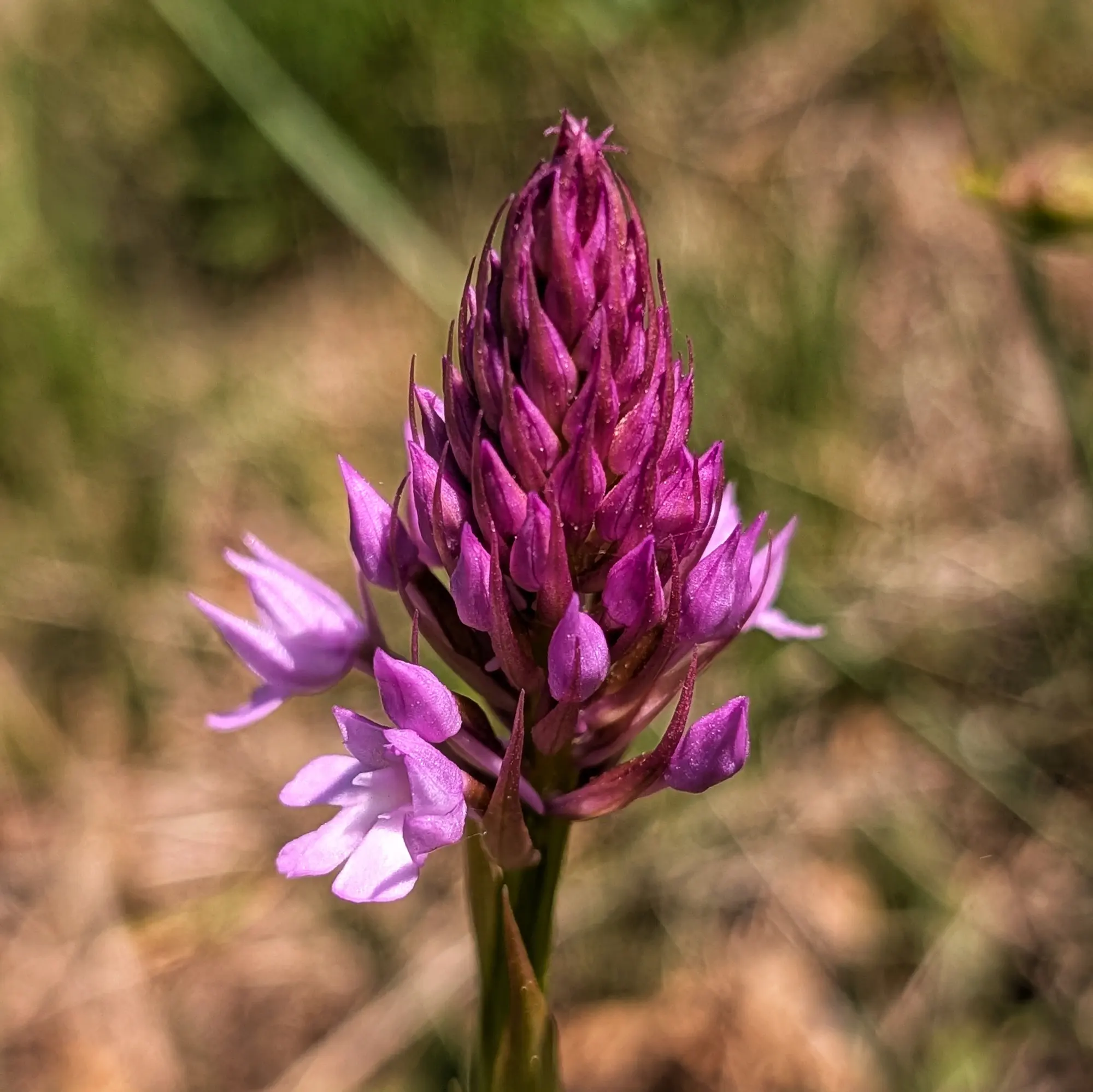 Primer pla d'una orquídia piramidal (Anacamptis pyramidalis) amb flors magenta intenses sobre fons verd i marró.