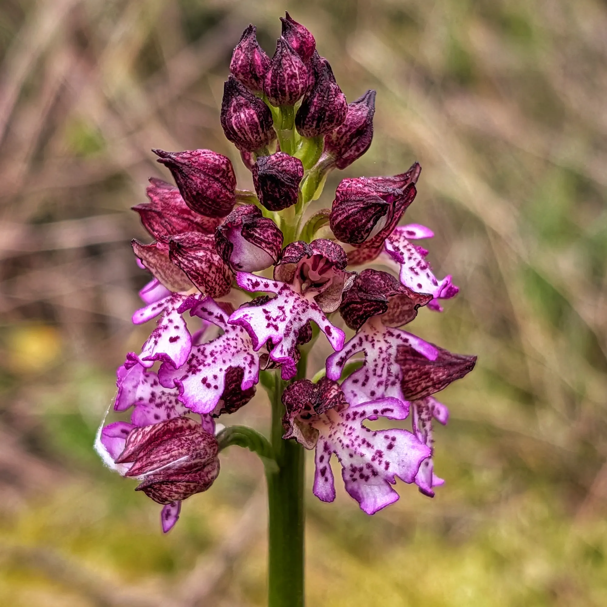 Close-up of a Lady Orchid (Orchis purpurea) with dark maroon upper petals and a white, spotted labellum.