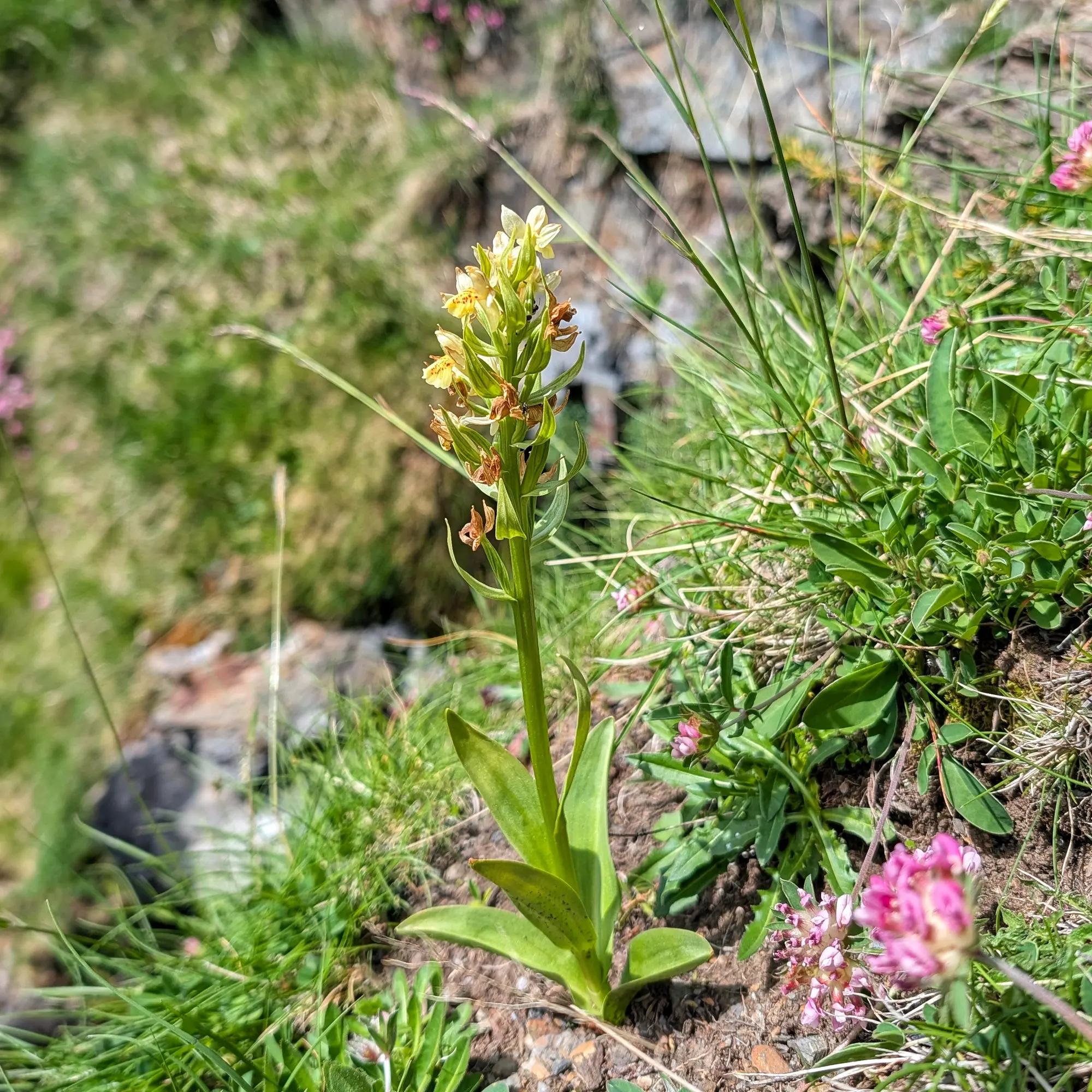Orquídia Dactylorhiza sambucina florint en un paisatge natural alpí a prop dels Ibones de Barbarisa.