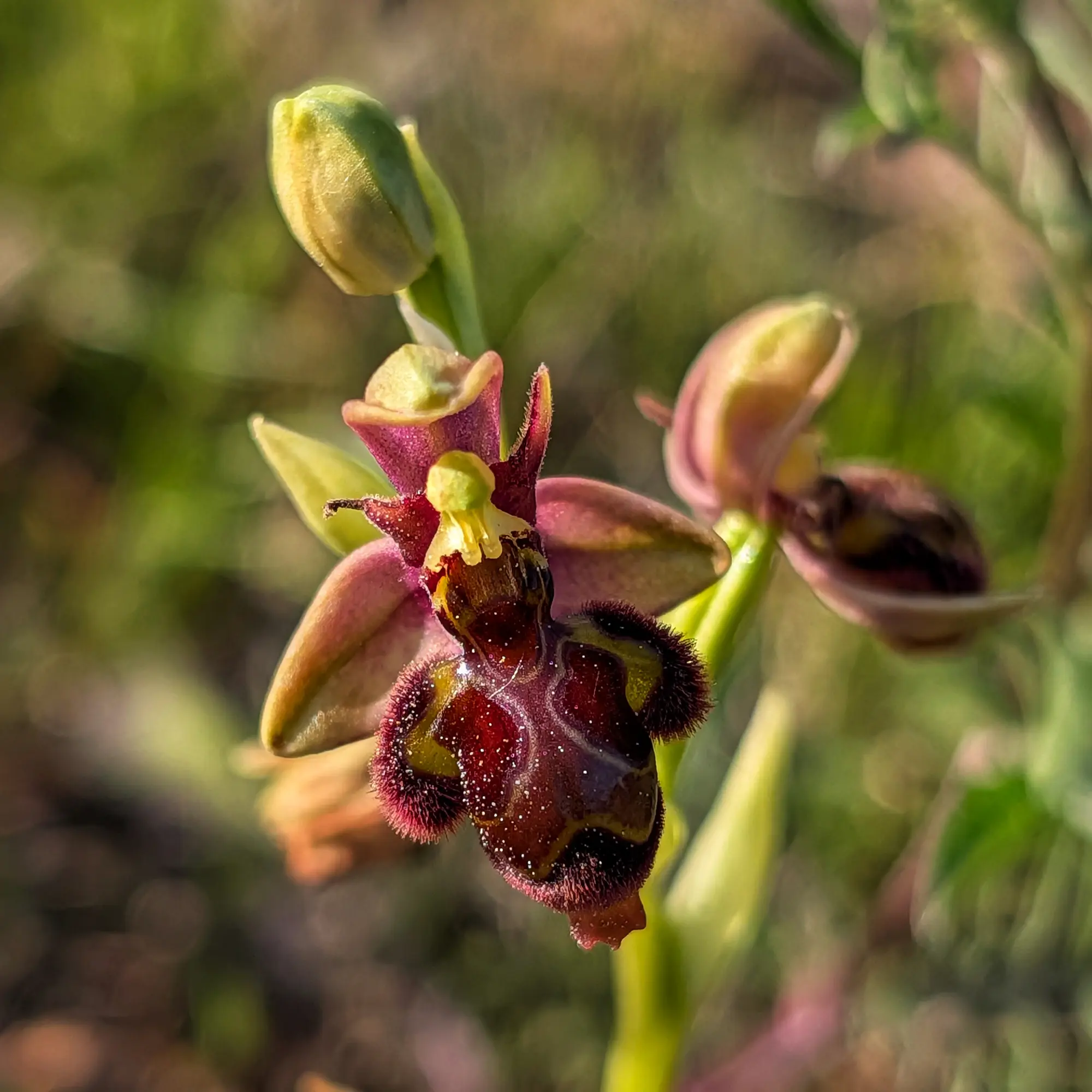 Primer plano de orquídea Ophrys x castroviejoi. Destaca un labelo rojo oscuro aterciopelado con toques amarillos y brote verde.