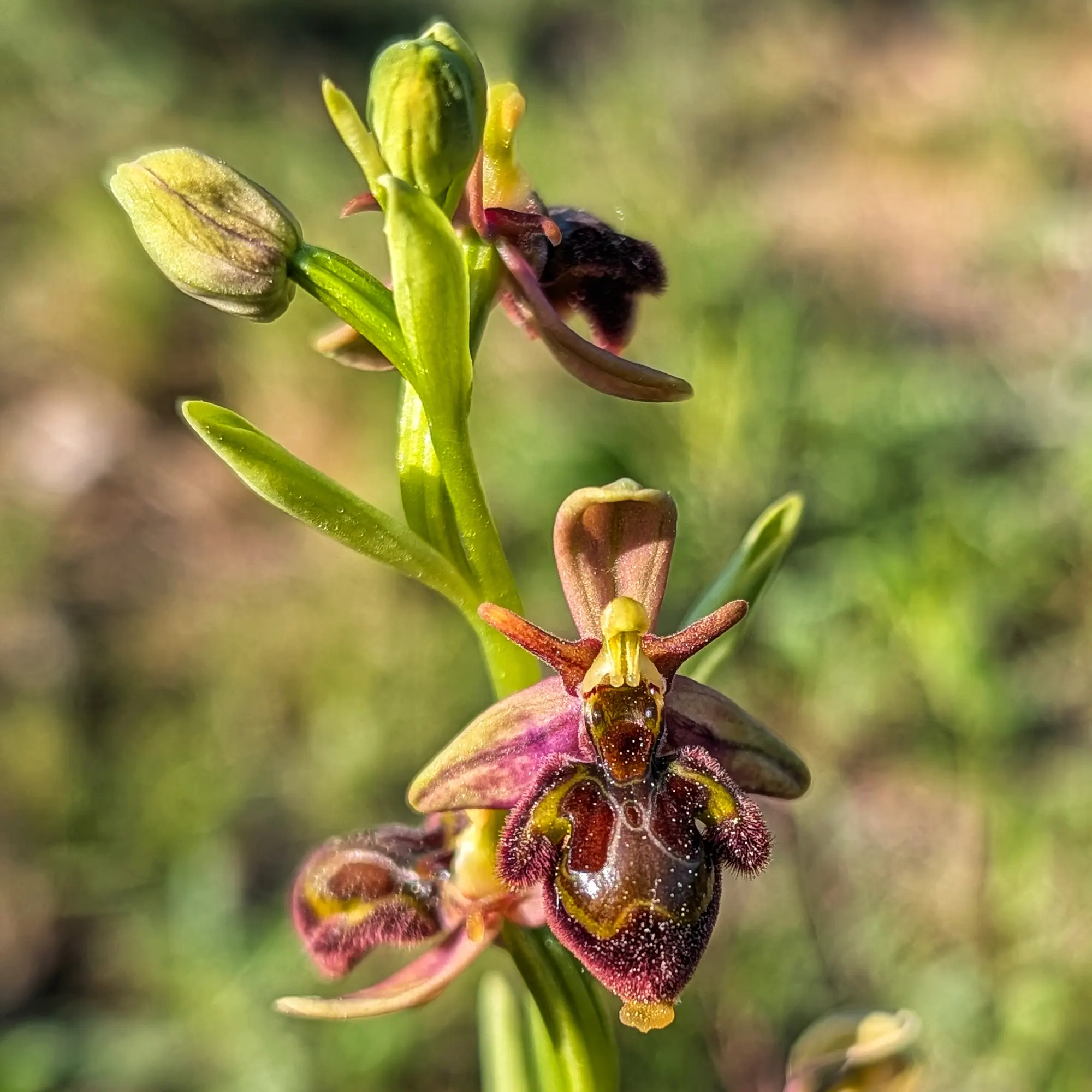 Primer plano de orquídea híbrida Ophrys x castroviejoi con flores marrones, moradas y amarillas, y brotes verdes sobre fondo difuso.