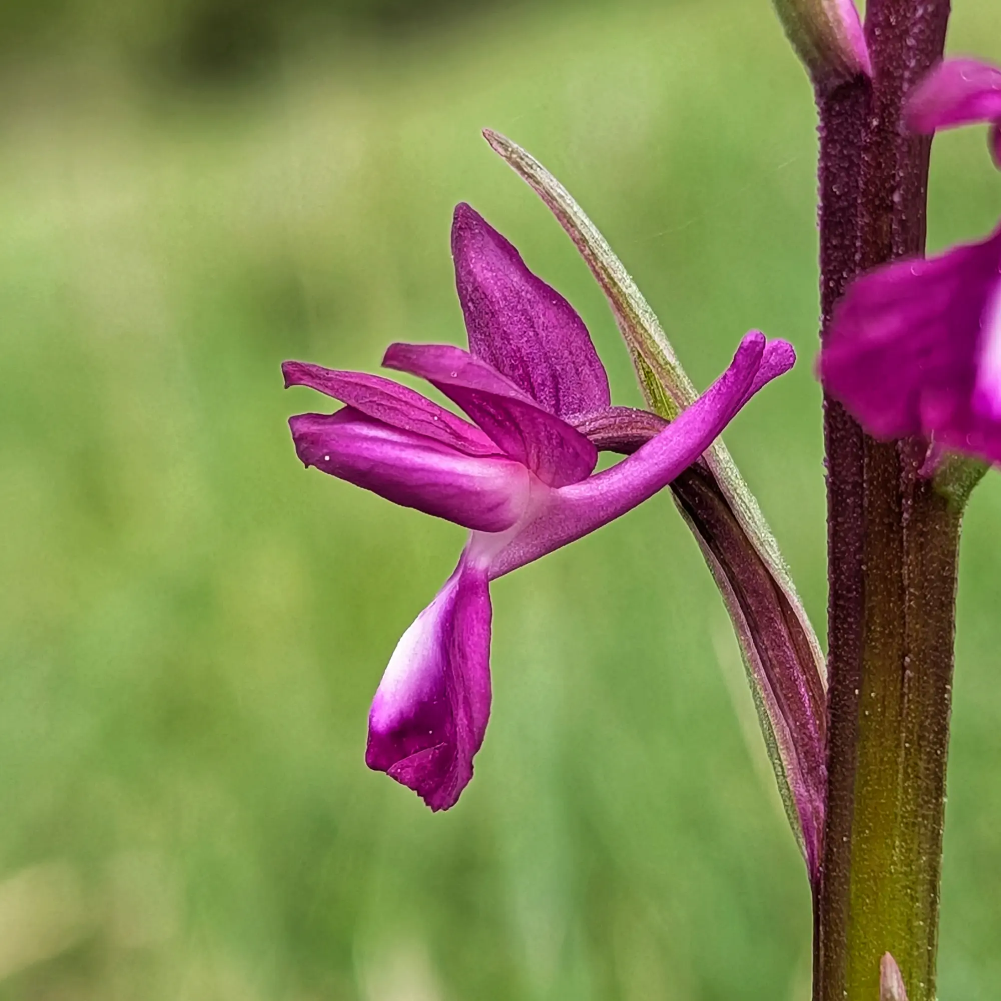 Close-up of a vibrant magenta Anacamptis laxiflora orchid flower with a greenish-purple stem against a blurred green background.