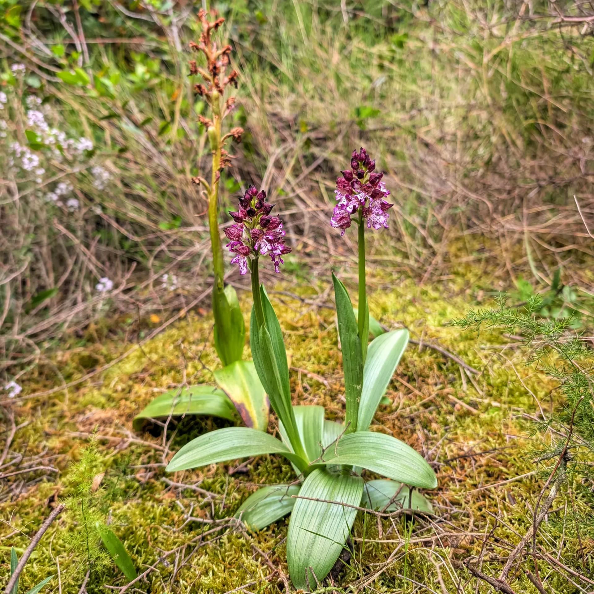 Two vibrant purple and white Orchis purpurea orchids and a faded stalk on mossy ground, blurred green vegetation.