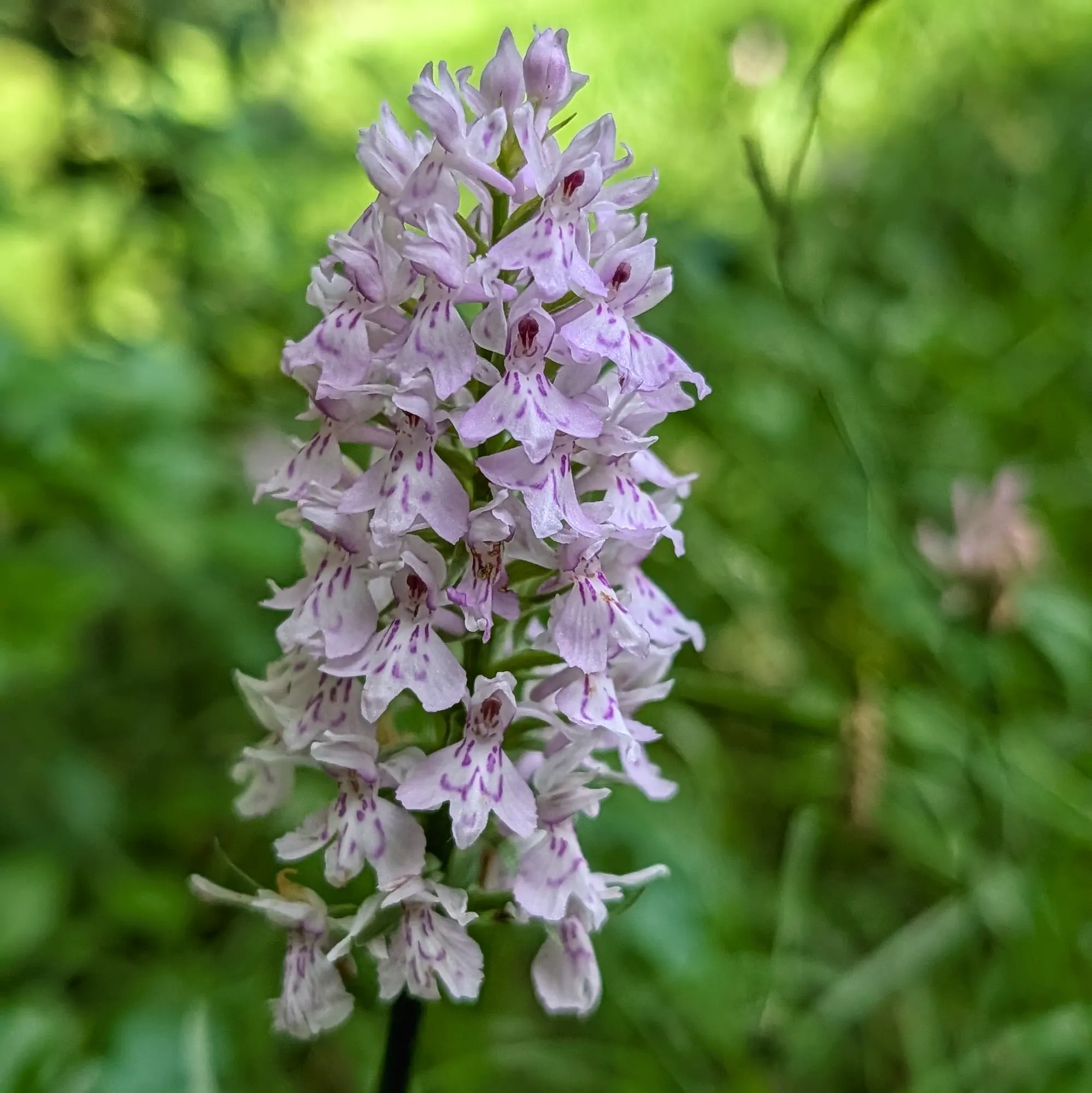 Close-up of a spike of pale purple and white flowers with purple markings, against a blurred green background.
