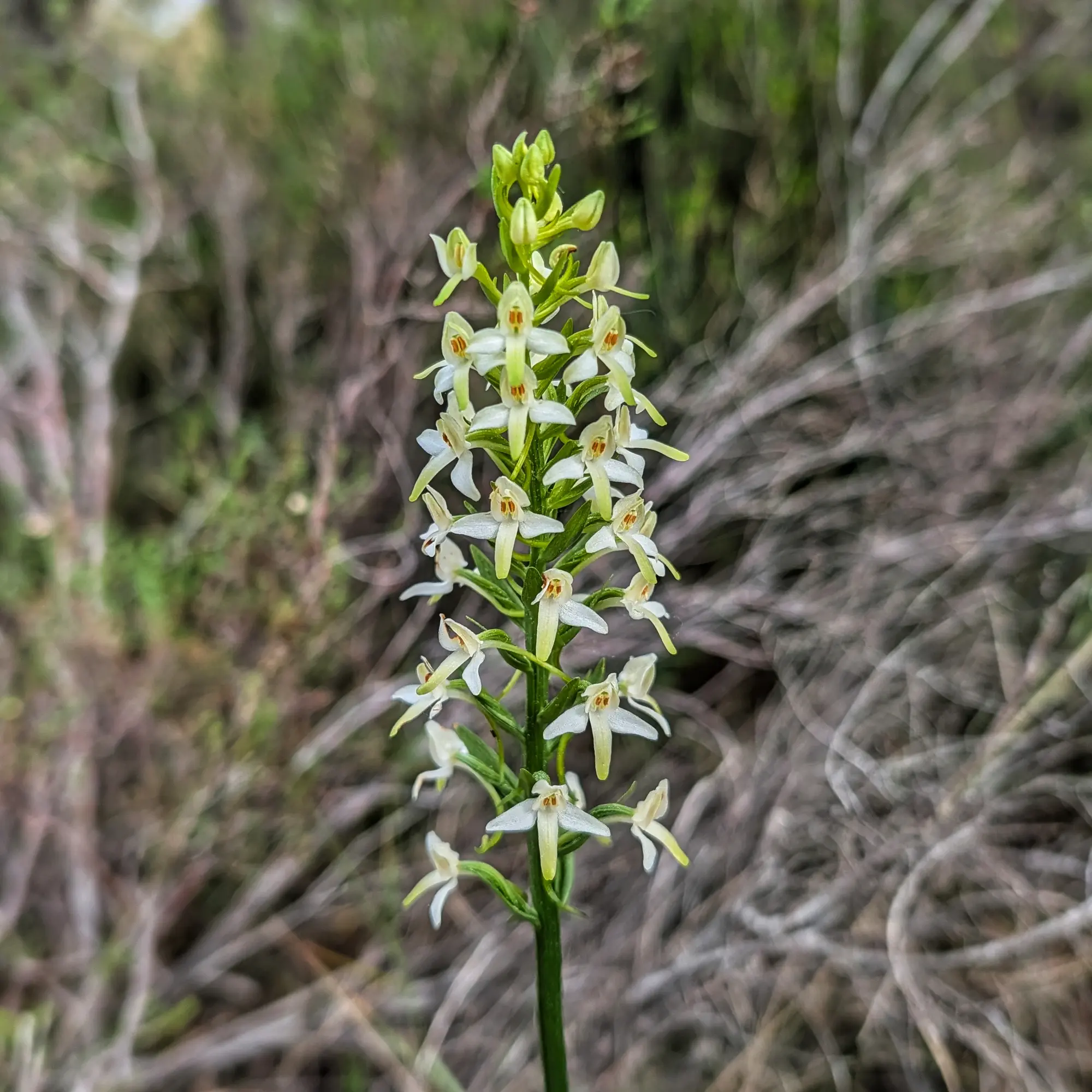 Plathantera bifolia en floració, amb la seva espiga de flors blanques i verd-clares contra fons boscós desenfocat.