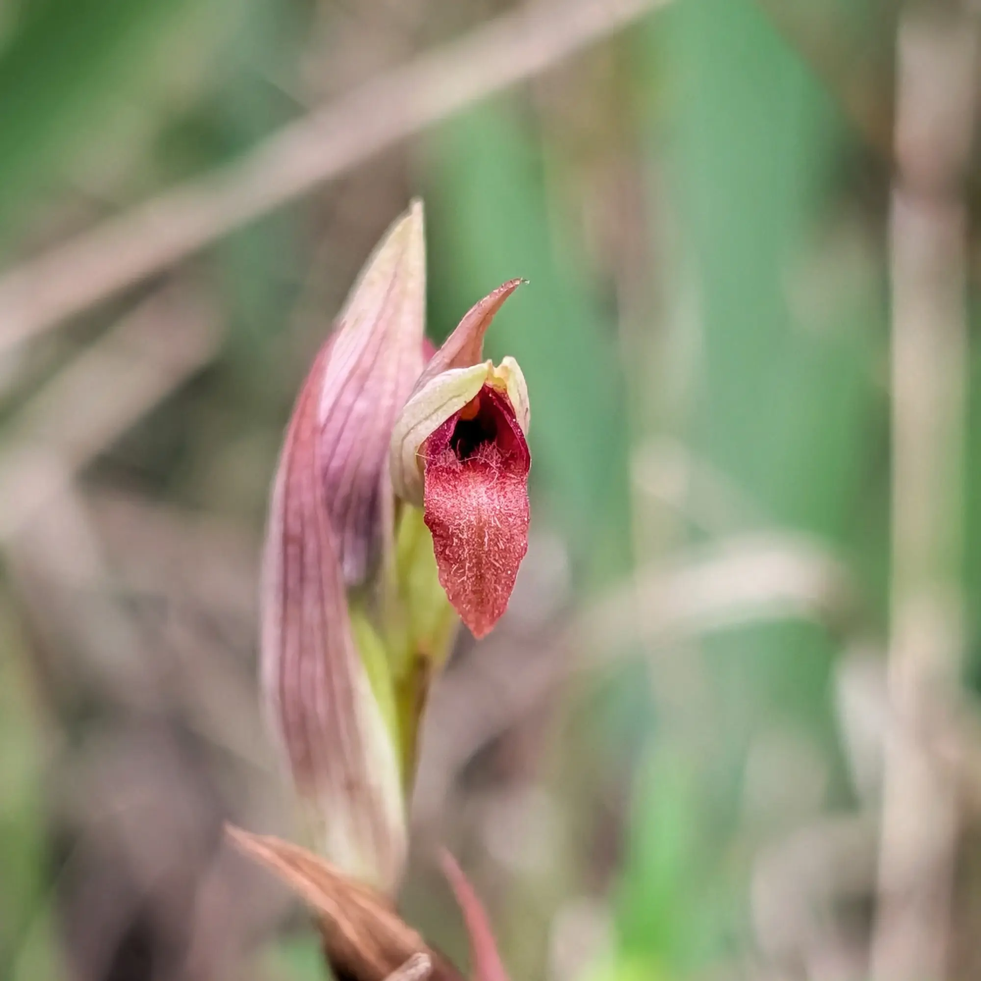 Close-up of a Serapias parviflora orchid showing pinkish petals and a reddish, hairy lip against a blurred green background.
