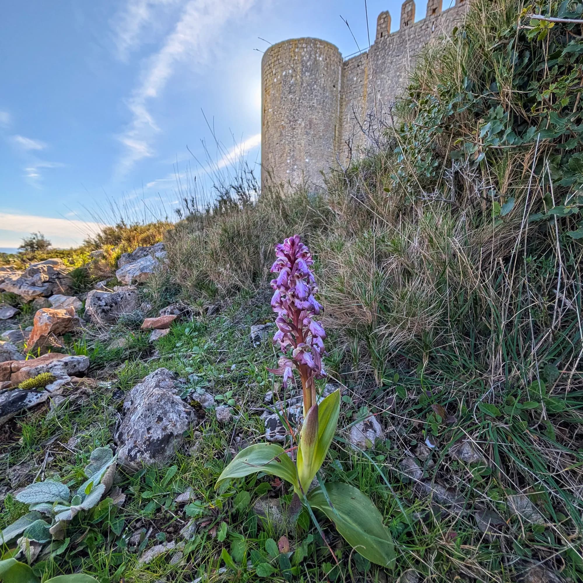 Orquídia Himantoglossum robertianum morada i verda en primer pla amb un castell de pedra al fons sota cel blau.