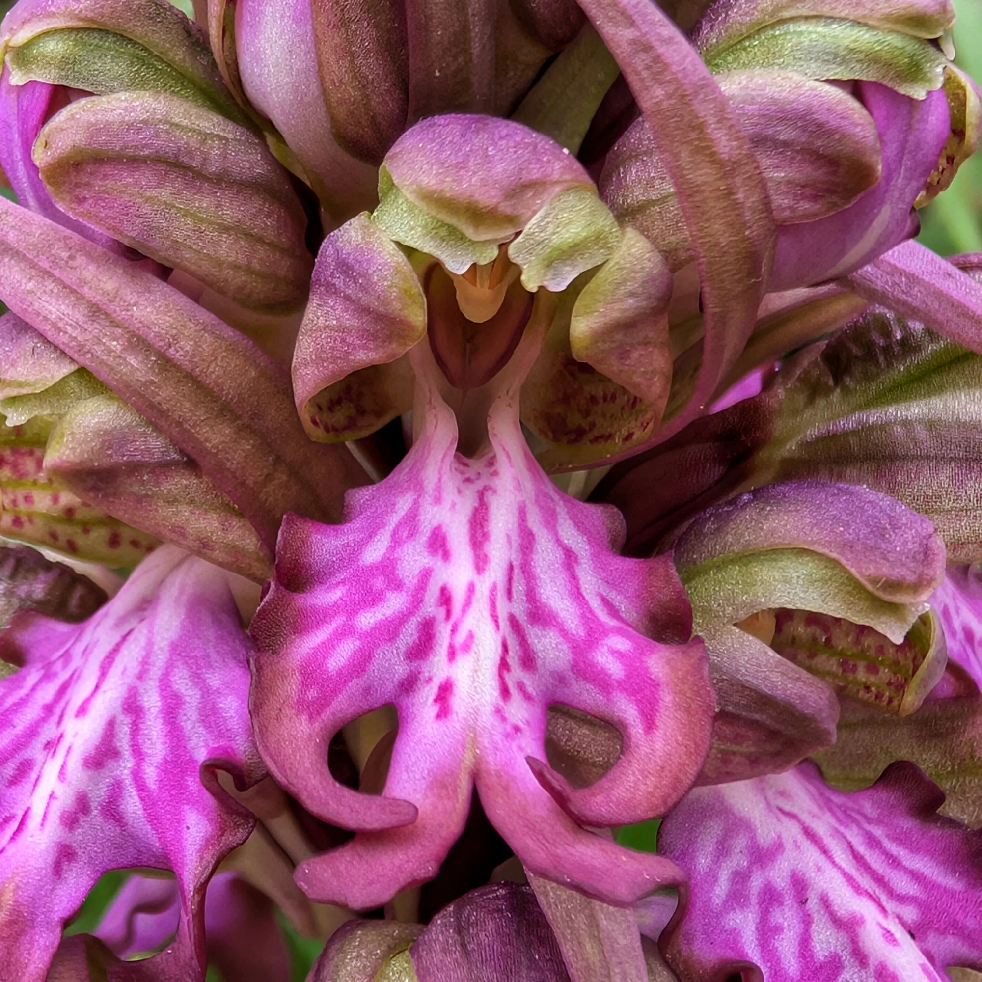 Detall d'Himantoglossum robertianum florit.