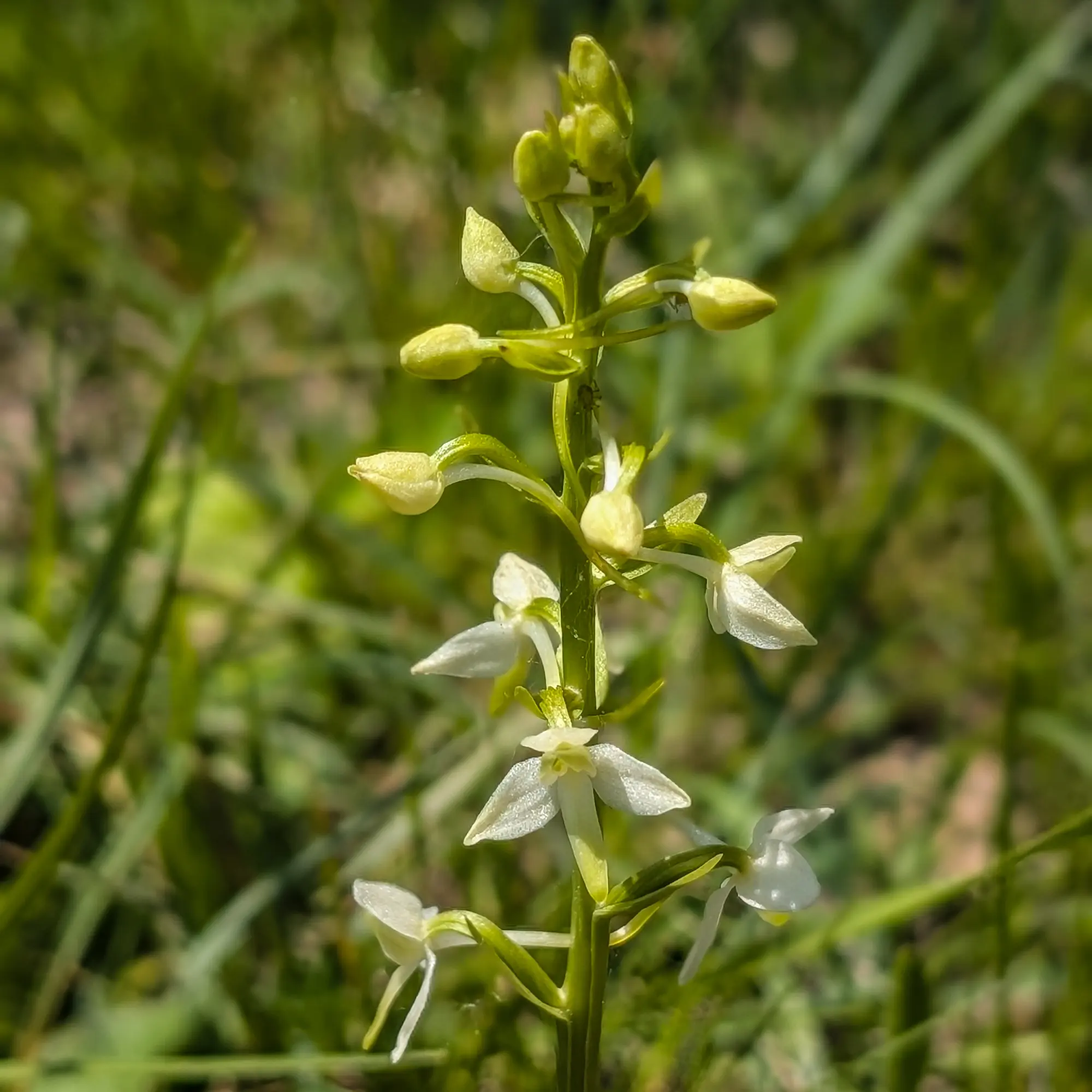 Platanthera bifolia orchid in bloom, with white petals and green leaves, against a blurred natural background.