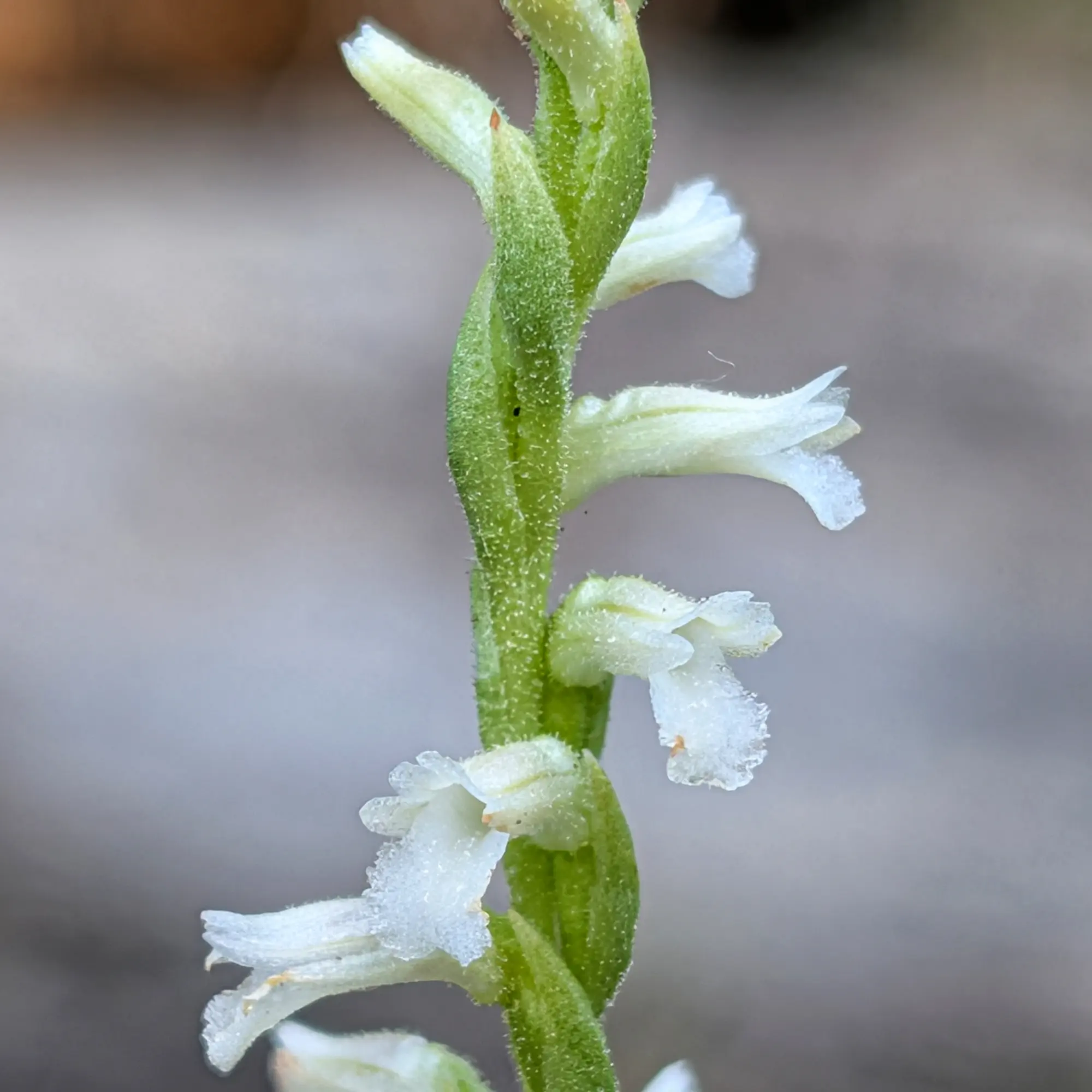 Detall d'una tija verda amb petites flors blanques disposades en espiral contra un fons borrós.