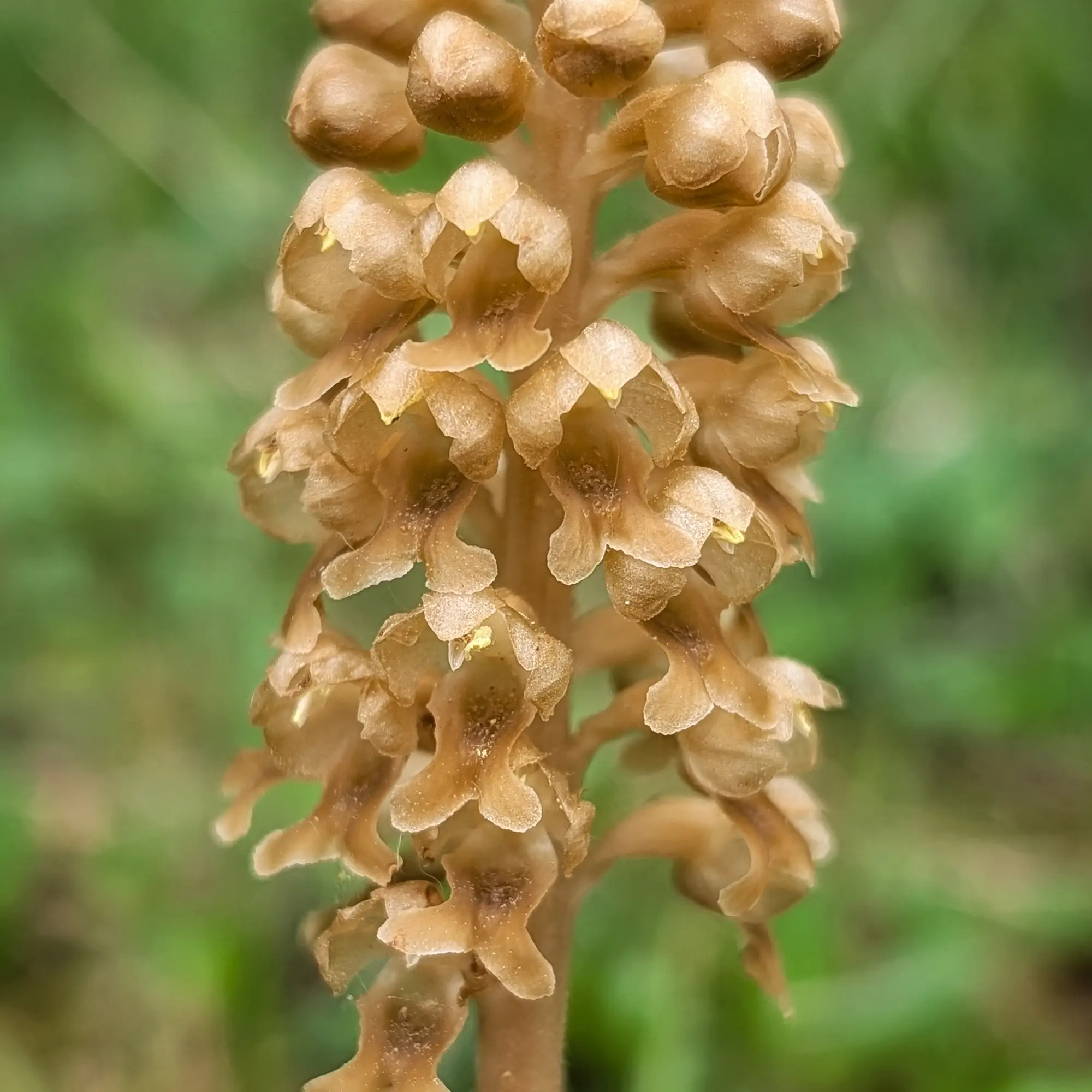 Primer pla d'una Neottia nidus-avis marró, amb flors en espiga sobre fons verd difuminat.