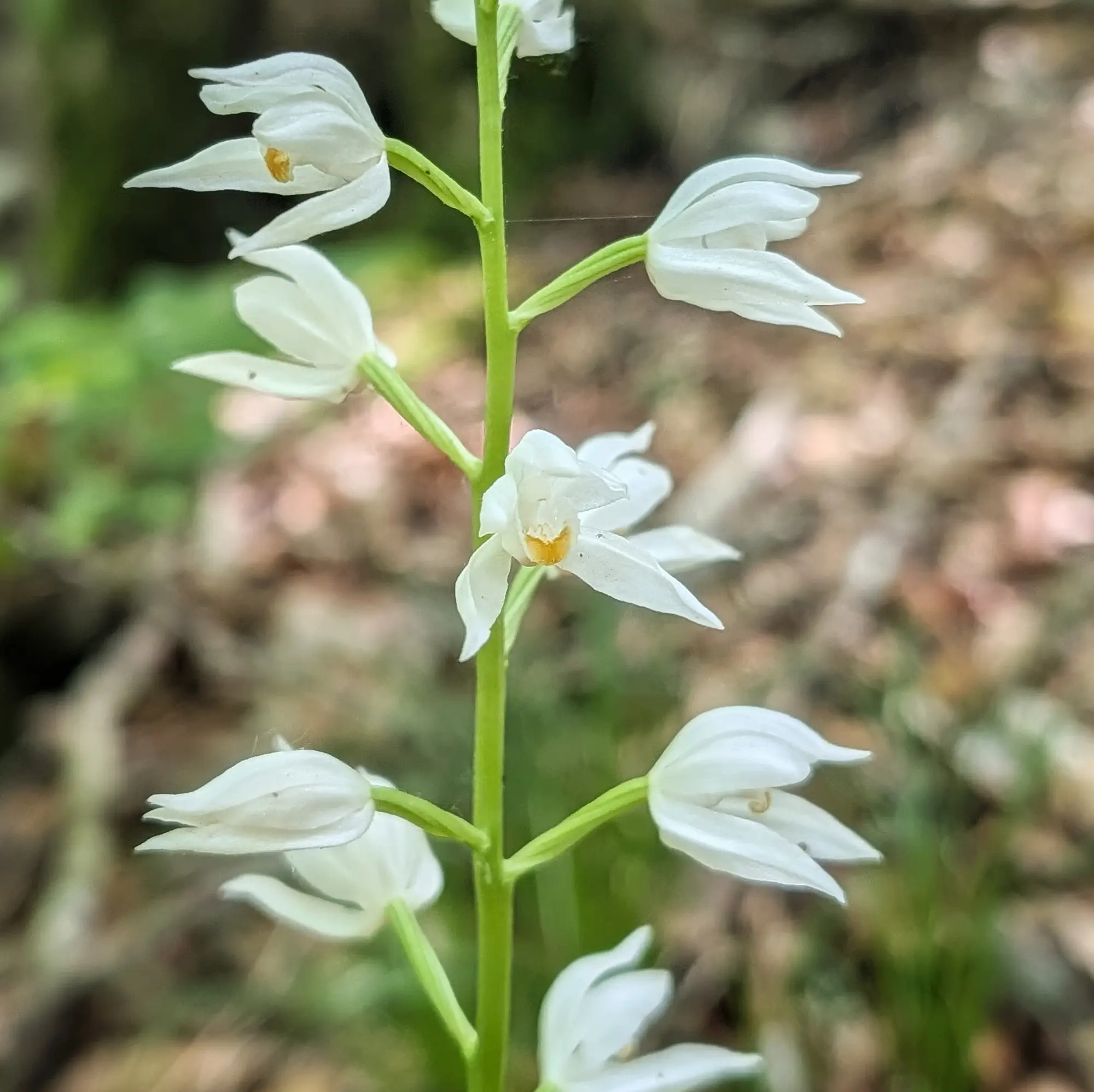 Cephalanthera longifolia en plena floració, fotografiada durant la ruta Puig de les Àligues, Salt del Molí i Bellmunt des de Vidrà. Primer pla de flors blanques de Cephalanthera longifolia en tija verda sobre fons de bosc borrós.