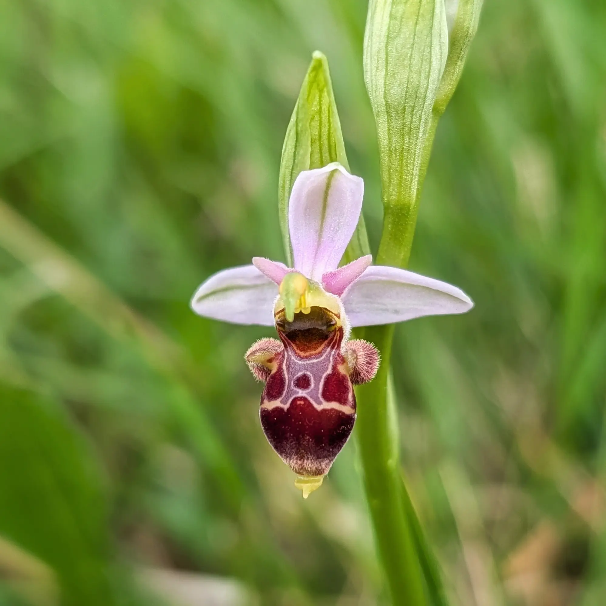 Close-up of a Woodcock Orchid (Ophrys scolopax), a Mediterranean orchid species, photographed in Aude, France. Close-up of a Woodcock Orchid (Ophrys scolopax) with pinkish petals and a dark reddish-brown, patterned labellum on a blurred green background.