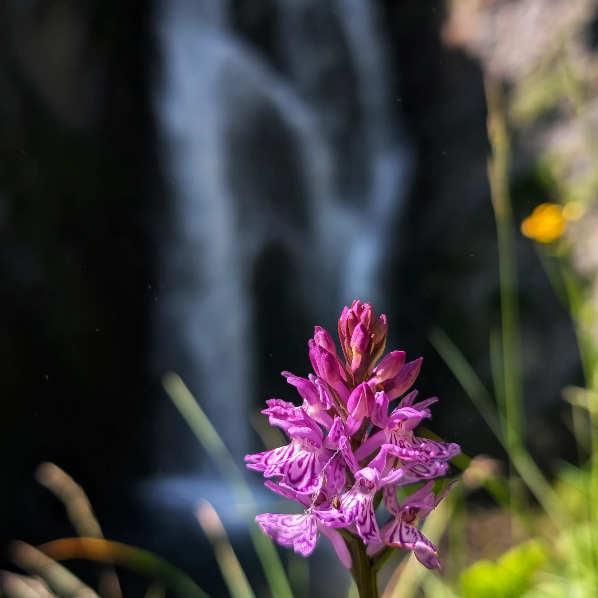 Dactylorhiza maculata con la cascada del Saut deth Pish de fondo La Dactylorhiza maculata en primer plano, con el fondo desenfocado de la cascada Saut deth Pish.