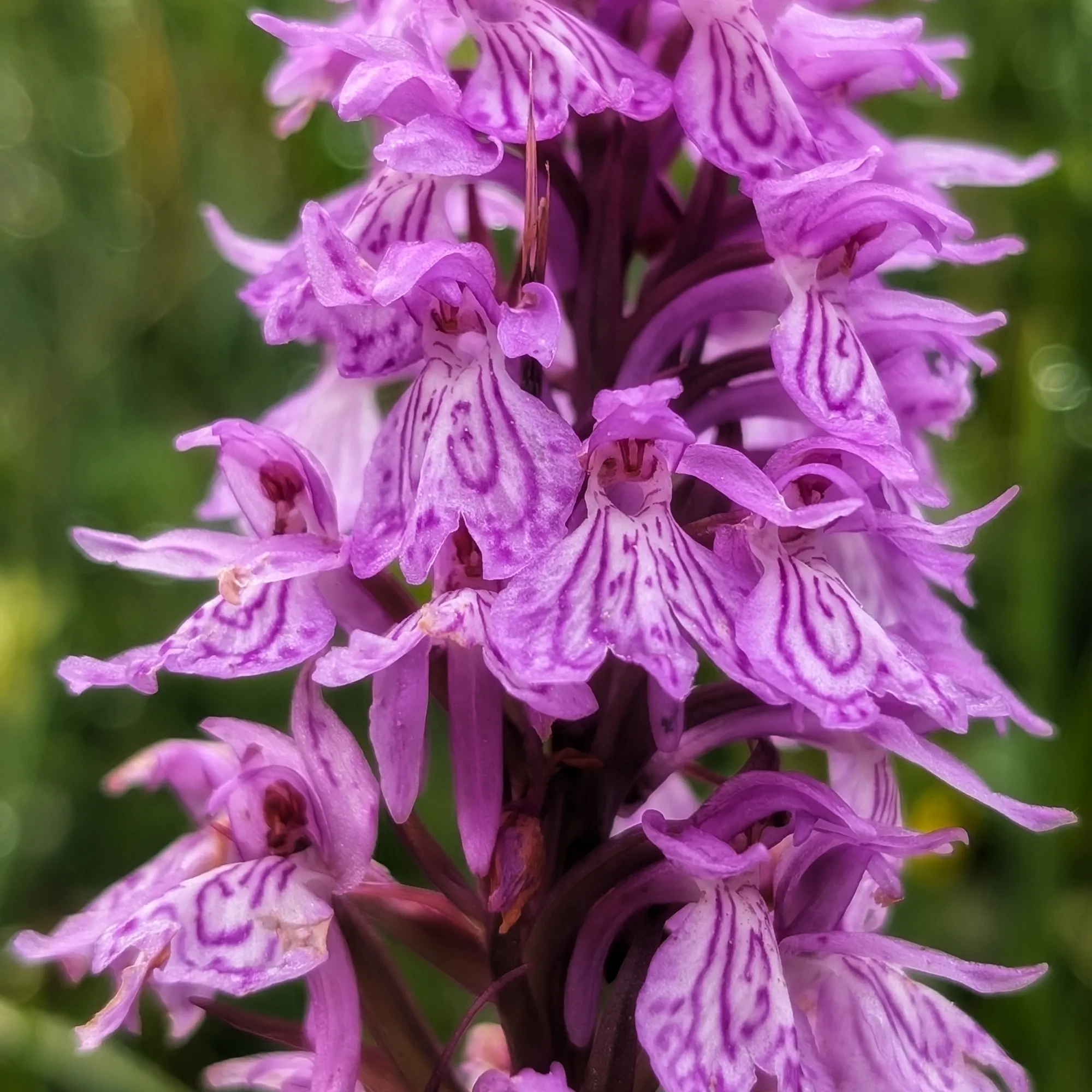 Dense inflorescence of Dactylorhiza maculata Dense inflorescence of Dactylorhiza maculata with fully open flowers.