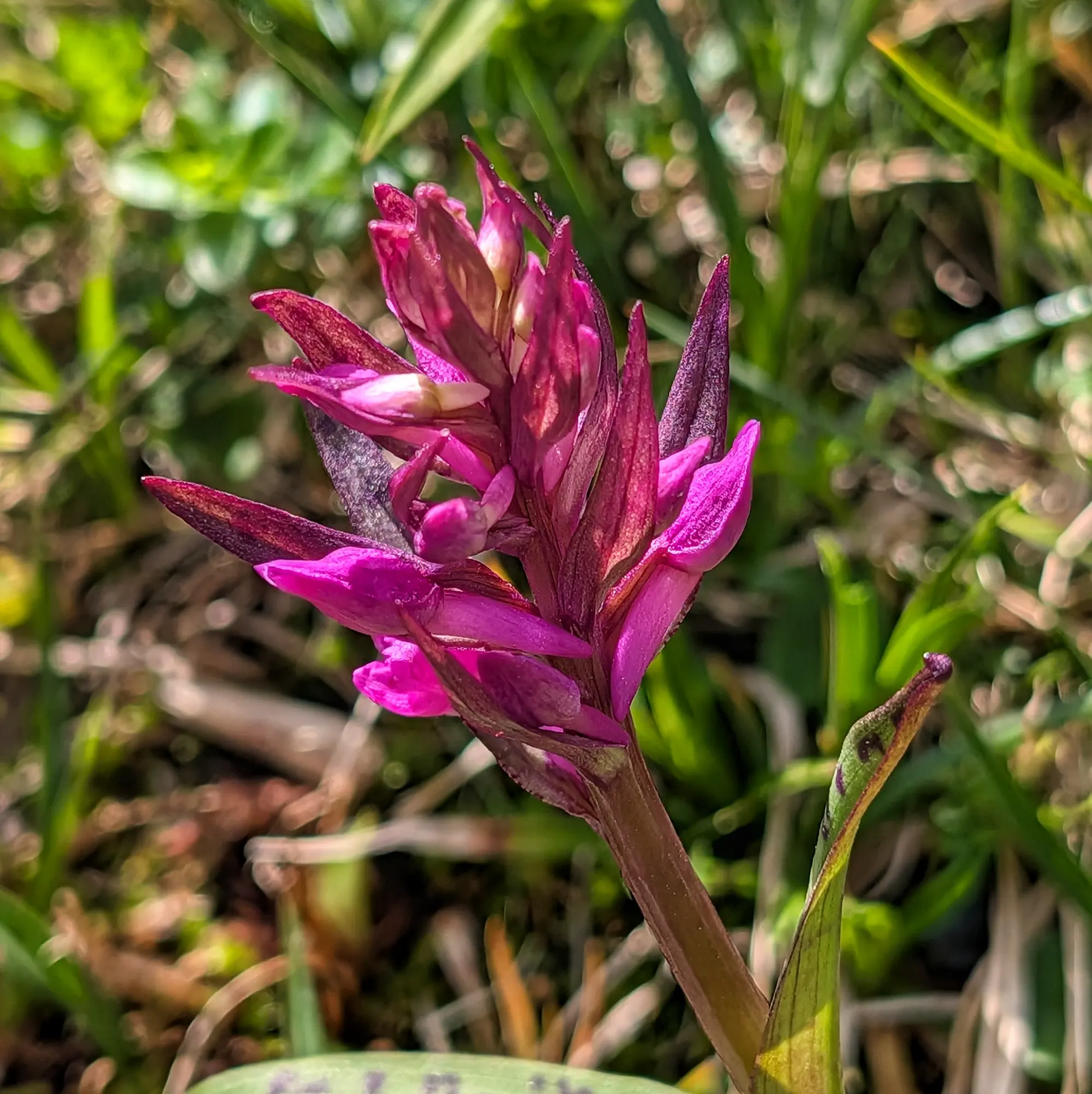 Orquídia Dactylorhiza majalis florida en l'impressionant entorn natural dels Ibones de Barbarisa, un emblema de la biodiversitat pirinenca. Orquídia Dactylorhiza majalis en el seu hàbitat natural, al paisatge muntanyós dels Ibones de Barbarisa.