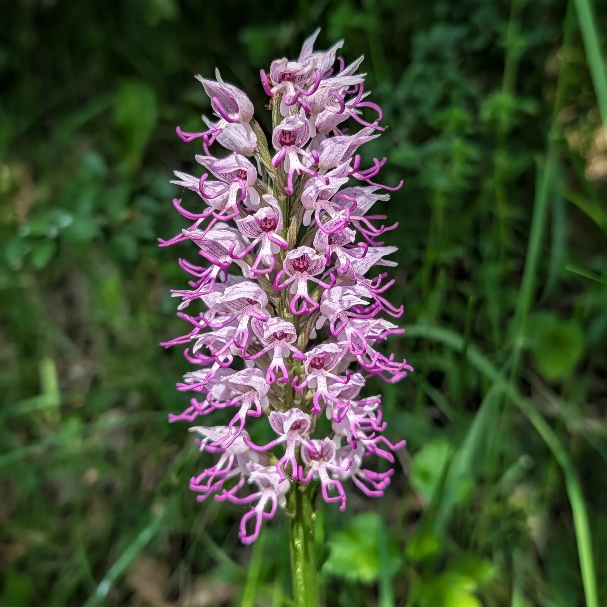 A Monkey Orchid (Orchis simia) photographed during the Puig de les Àligues, Salt del Molí and Bellmunt route, starting from Vidrà. Close-up of a Monkey Orchid (Orchis simia) inflorescence with pinkish flowers and magenta petals, blurred green background.