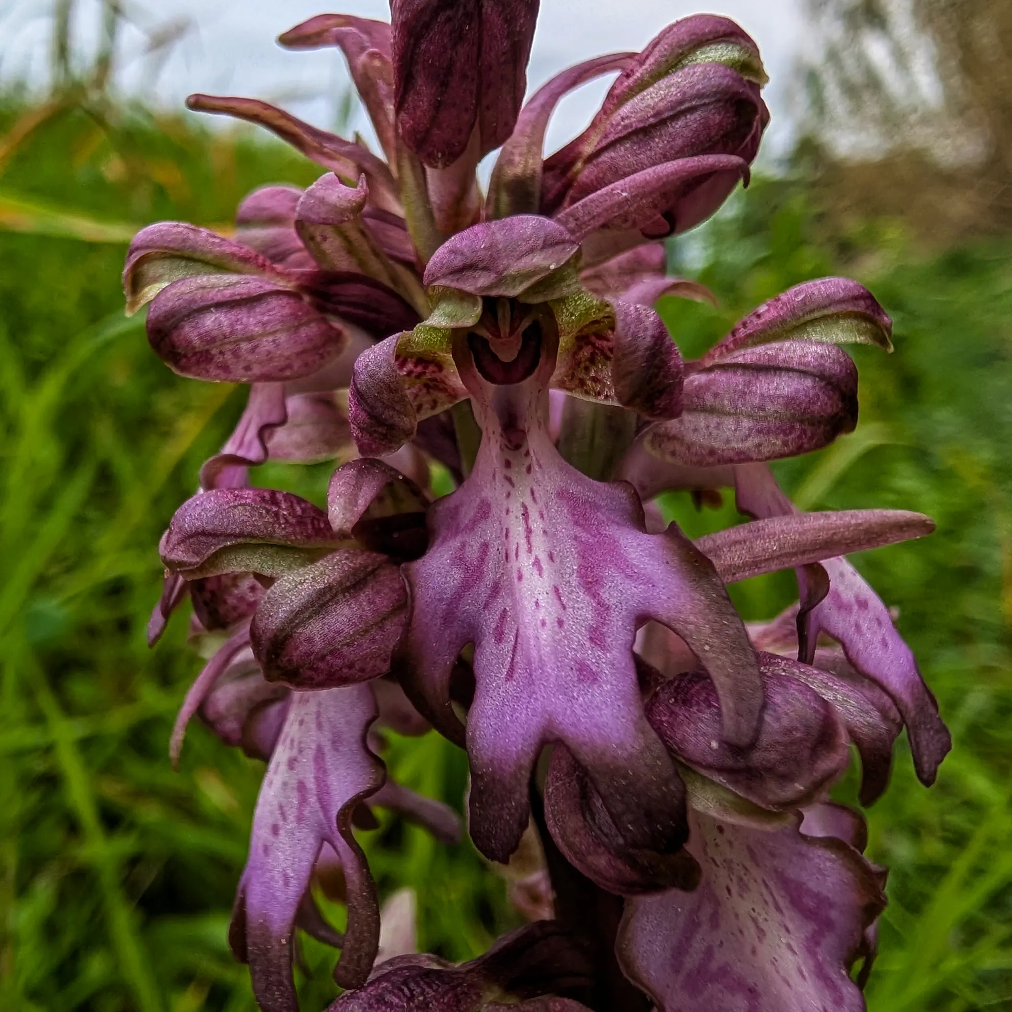 Close-up image of a Himantoglossum robertianum specimen, known as Robert's Giant Orchid, in full bloom. Close-up of a flowering Himantoglossum robertianum.