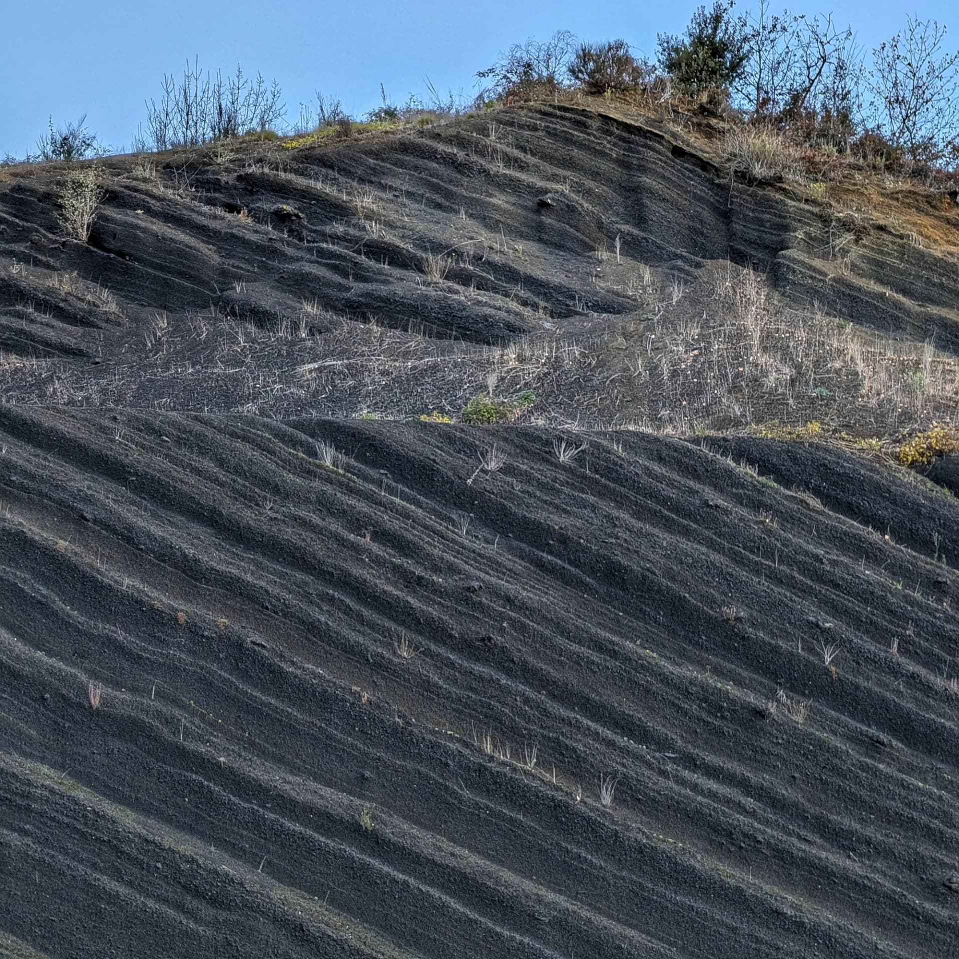 Detall de les parets escarpades del volcà Croscat, ressaltant la textura i el color característic de la roca volcànica a la zona de les grederes. Detall de les parets del volcà Croscat, zona de grederes.