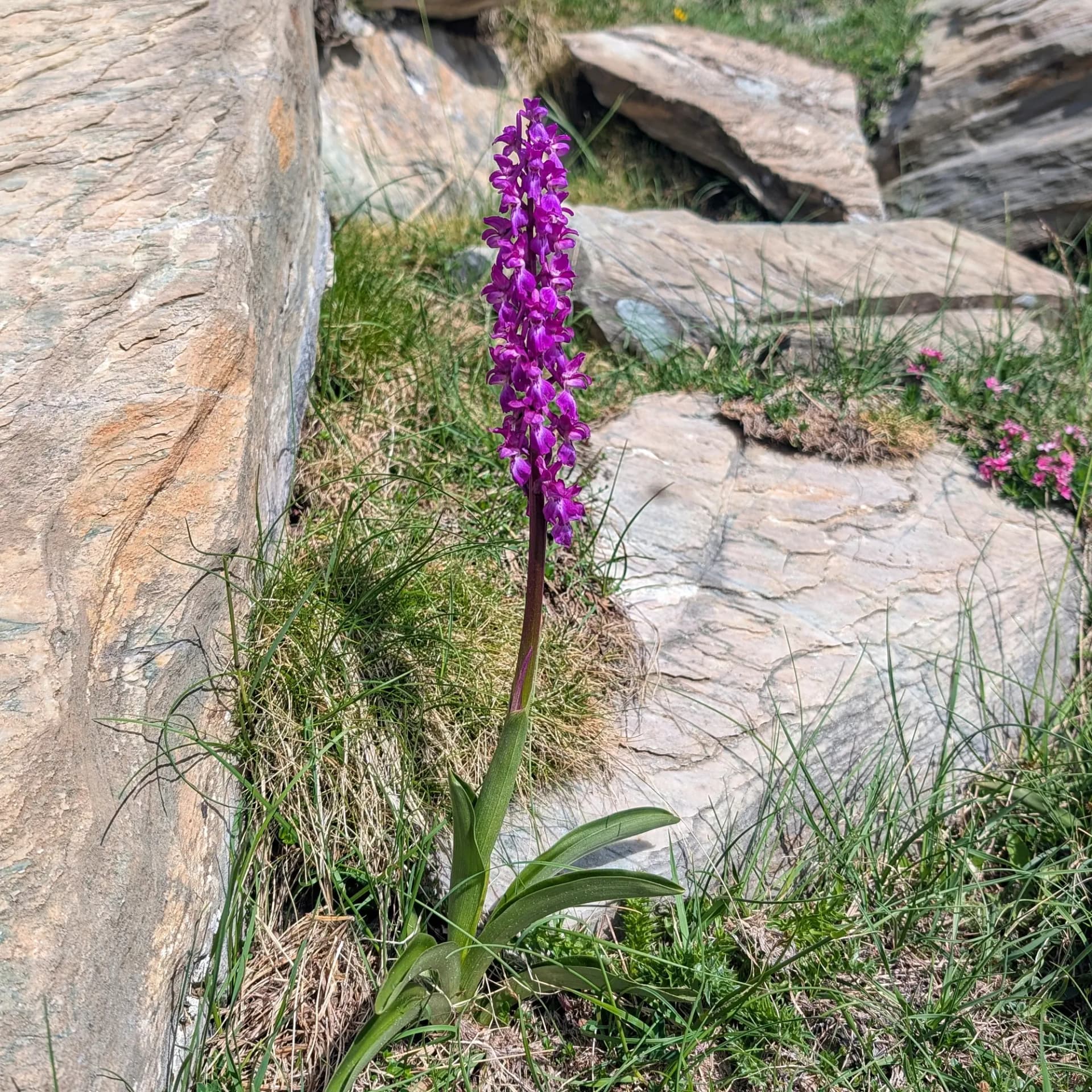 Una Orchis mascula, o orquídia mascle, trobada a prop dels Ibones de Barbarisa. Flor d'Orchis mascula (orquídia mascle) en el seu hàbitat natural.
