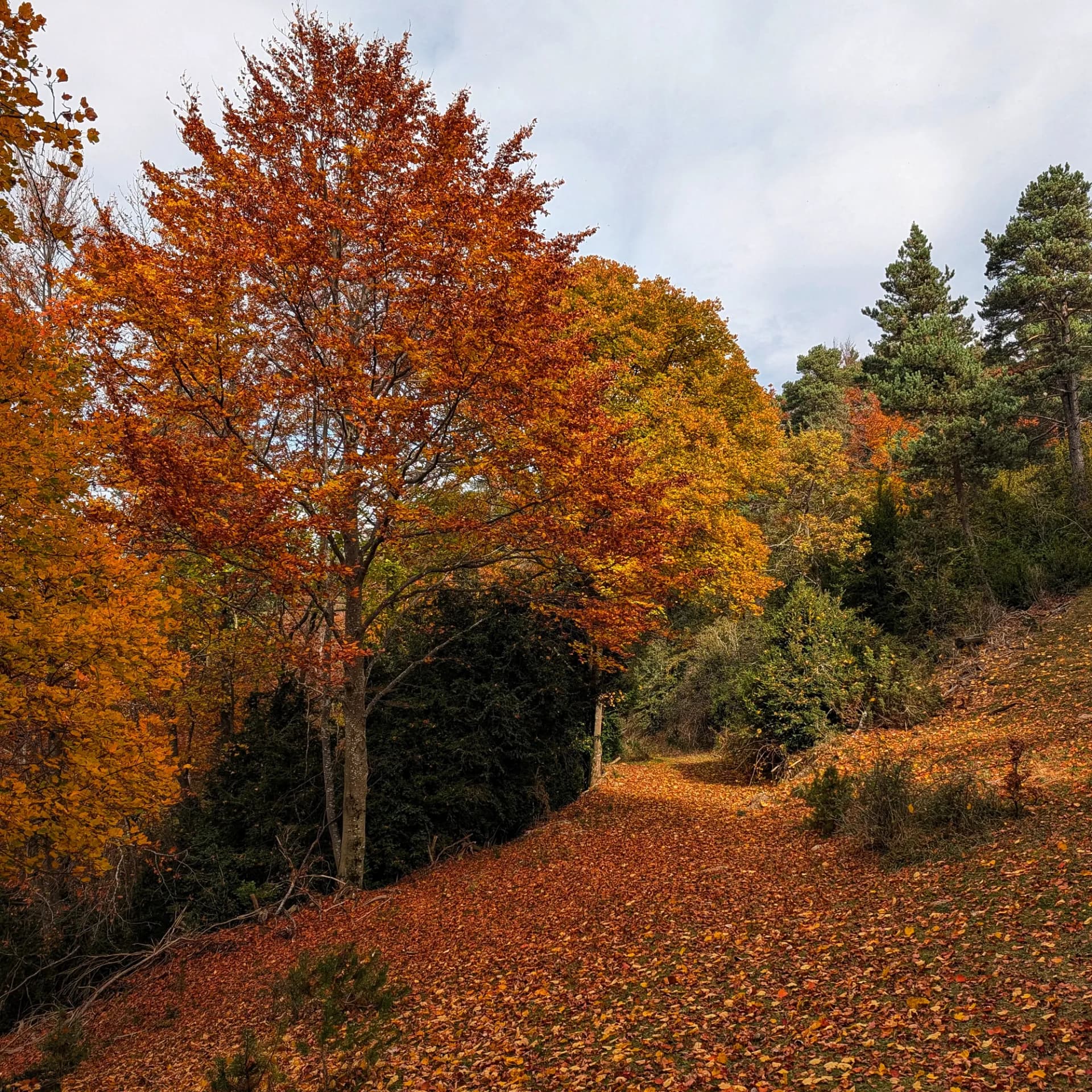 Autumn Intense colors of the beech forest in autumn.
