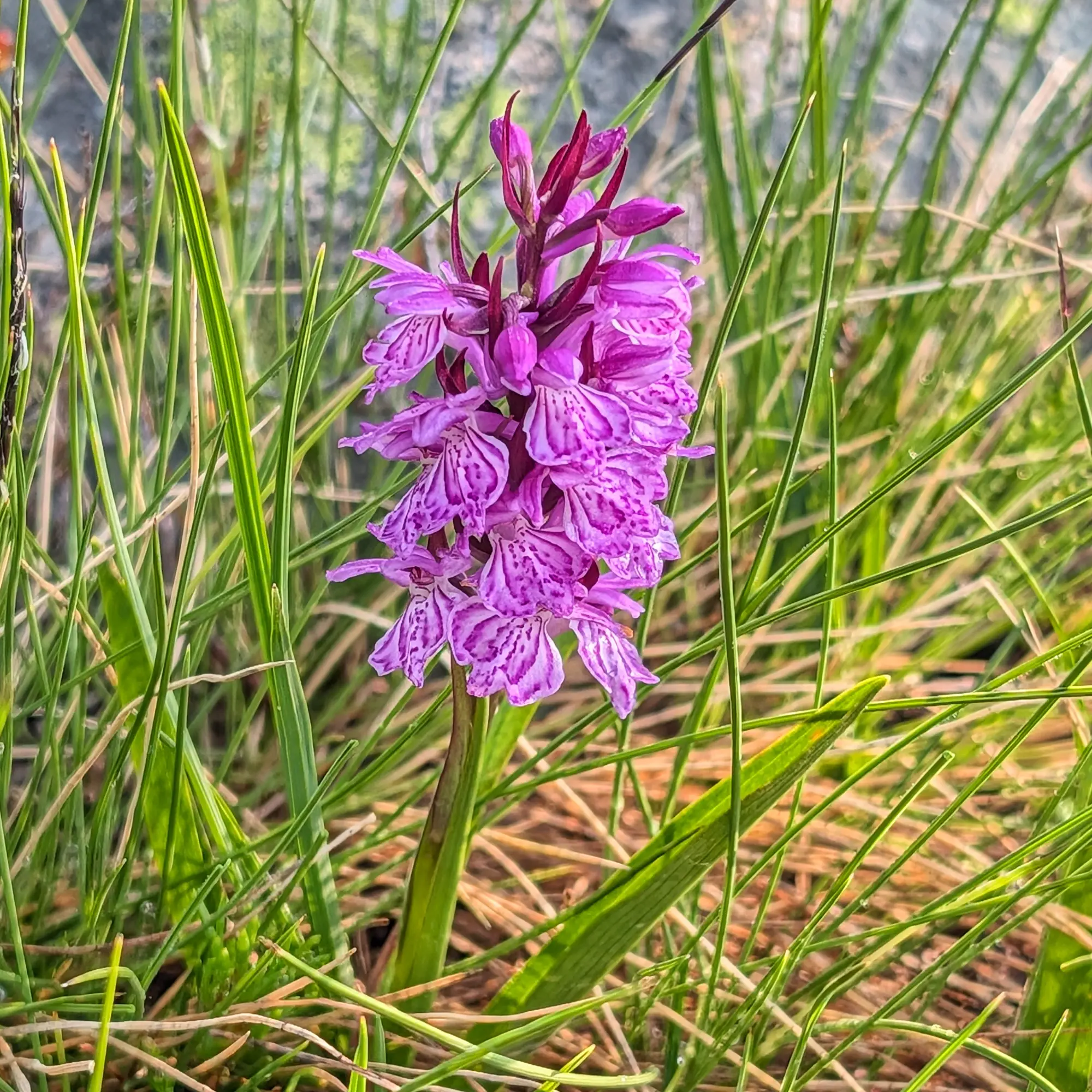 A vibrant Dactylorhiza maculata orchid showcasing its unique spotted petals, photographed during the ascent to Carlit Peak. Close-up of a vibrant purple Dactylorhiza maculata orchid with spotted petals, surrounded by green and dry grass.