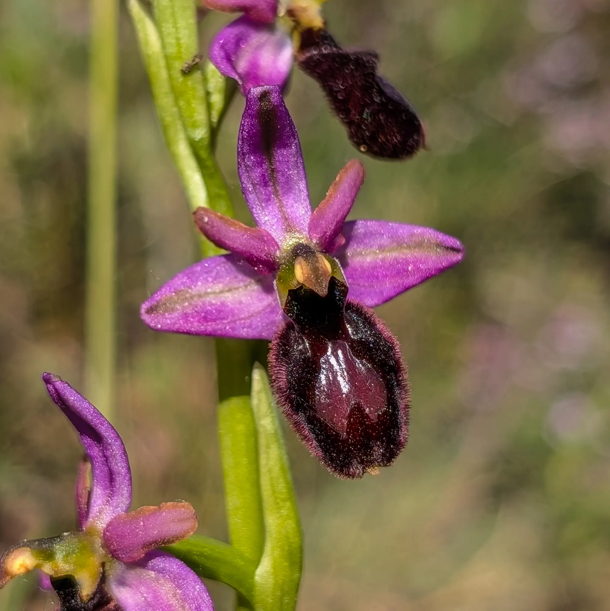 Nombrosos exemplars d'Ophrys catalaunica en bon estat, amb flors vistoses de color rosa-lila, fotografiats als prats propers a Sant Martí Sacalm. L'espècie, habitual en aquesta zona, es va observar durant l'ascensió a El Far. Diversos exemplars d'Ophrys catalaunica amb flors rosa-lila en un prat prop de Sant Martí Sacalm.
