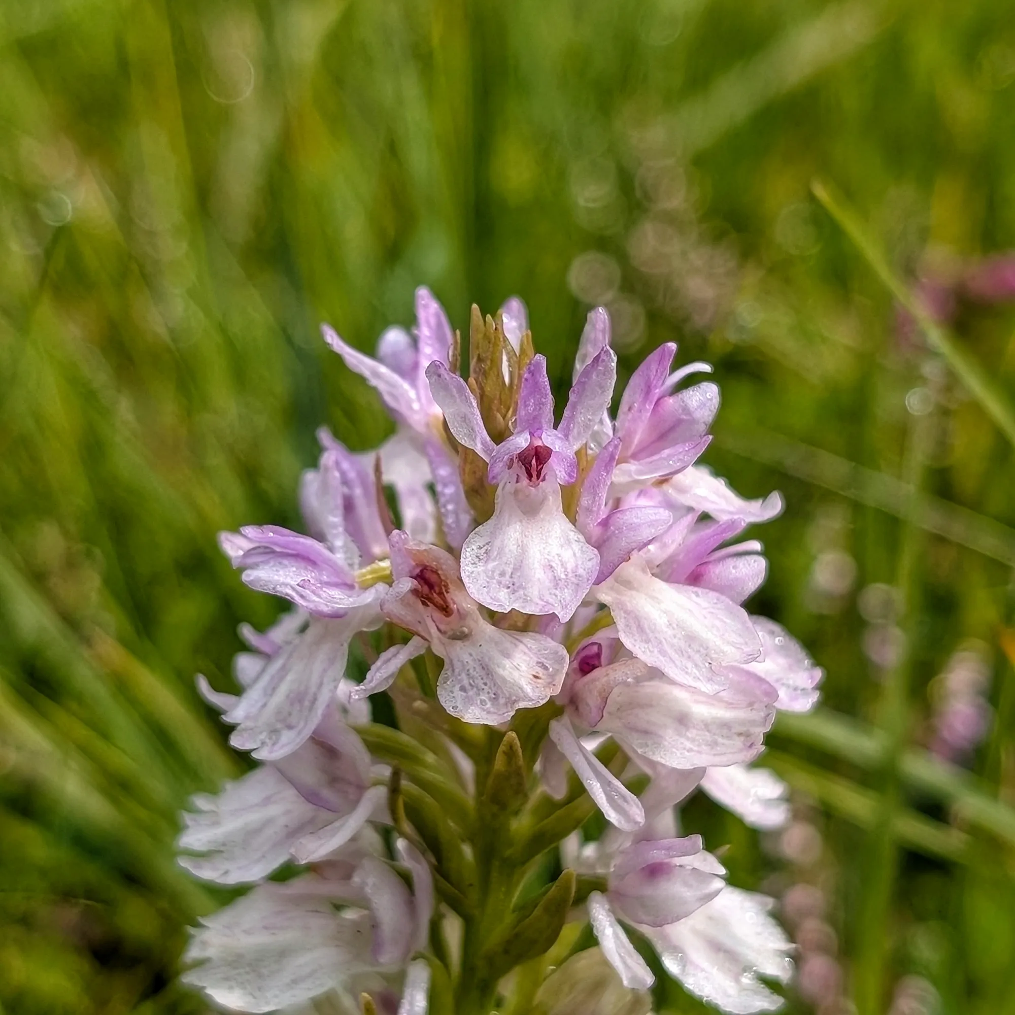 Detail of Dactylorhiza maculata flowers with dew Detail of the small pink flowers of Dactylorhiza maculata, covered in dew.