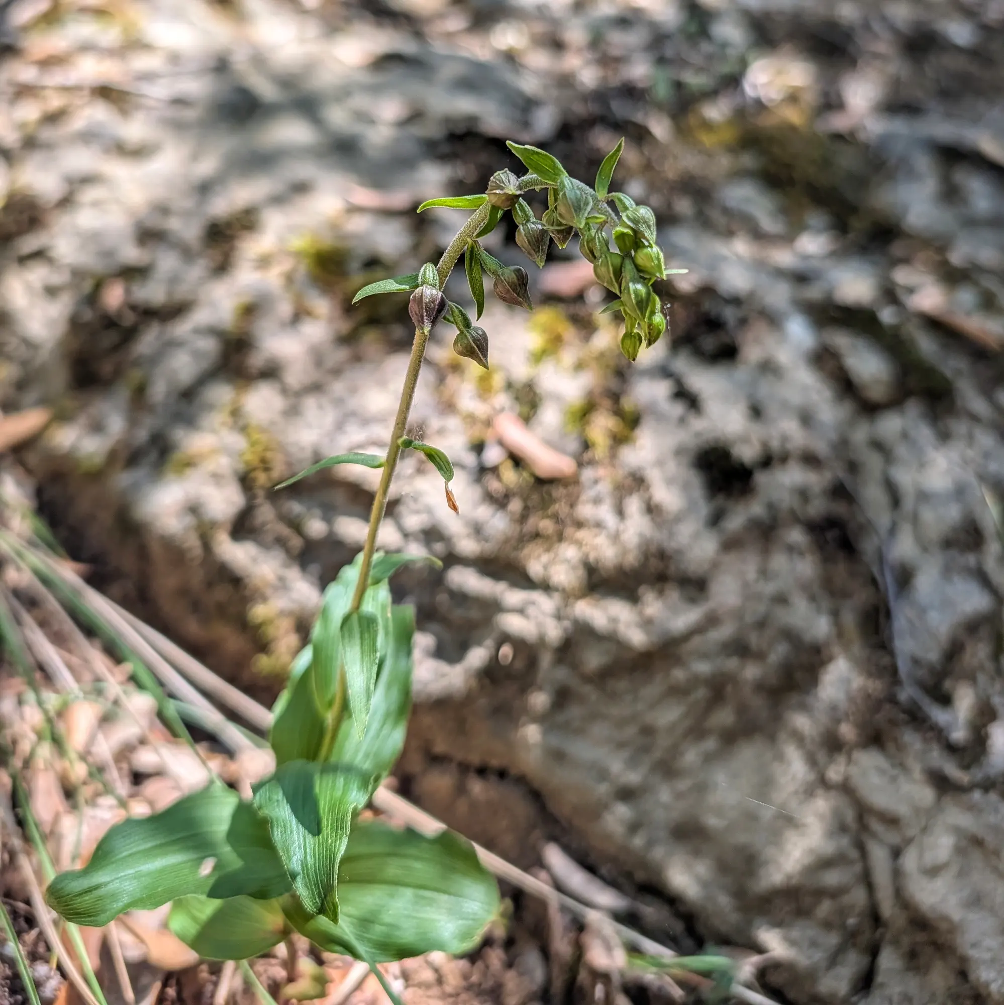 Epipactis helleborine, also known as Broad-leaved Helleborine, captured during the ascent route to Roca Lladre in Garrotxa. Epipactis helleborine orchid with green leaves and delicate flowers in its natural environment.