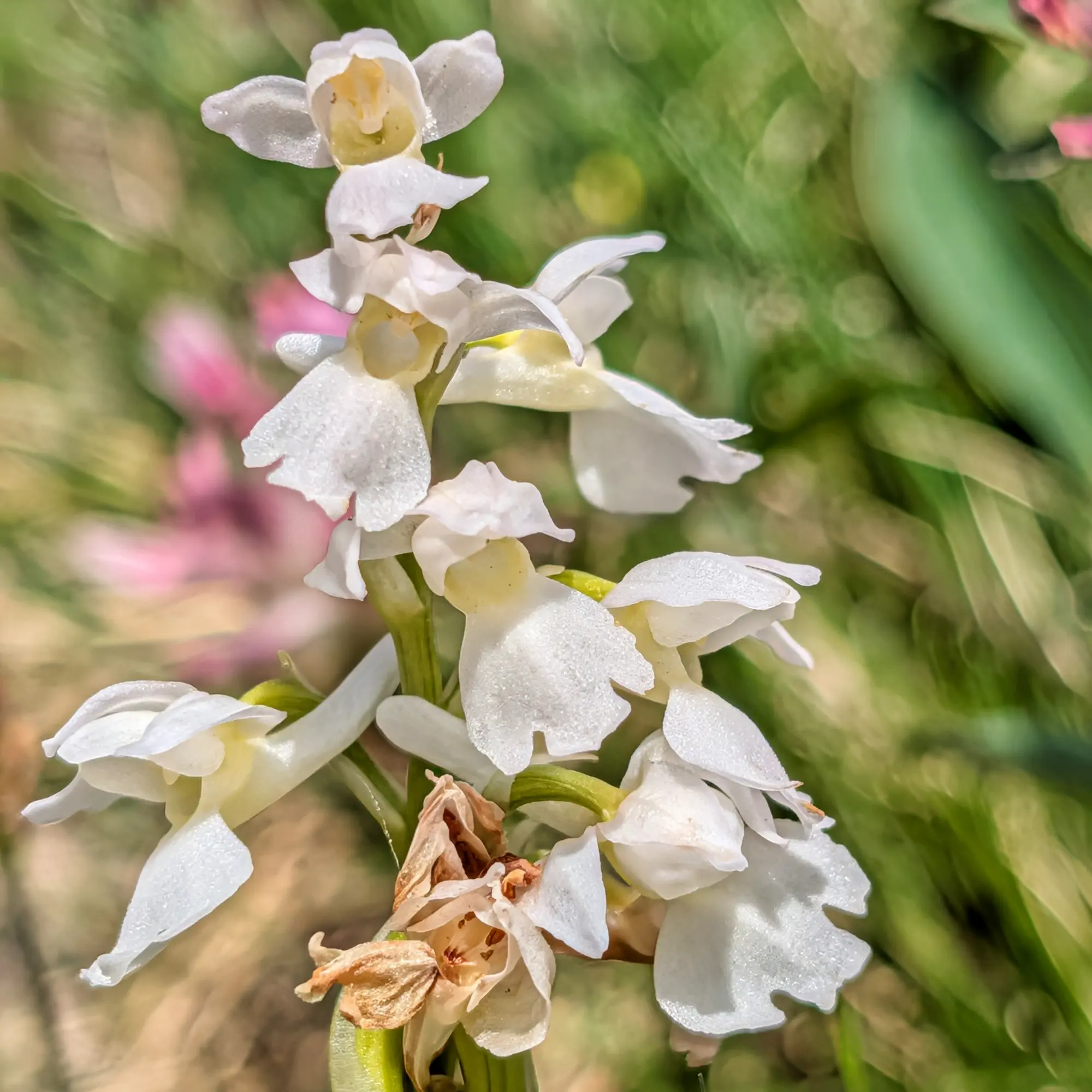 Una rara Orchis mascula hipocromàtica (blanca), variant de l'Orquis Mascle, descoberta florint prop dels impressionants Ibones de Barbarisa. Primer pla d'una espiga de flors blanca d'Orchis mascula hipocromàtica amb centres grocs pàl·lids, sobre fons verd difuminat.