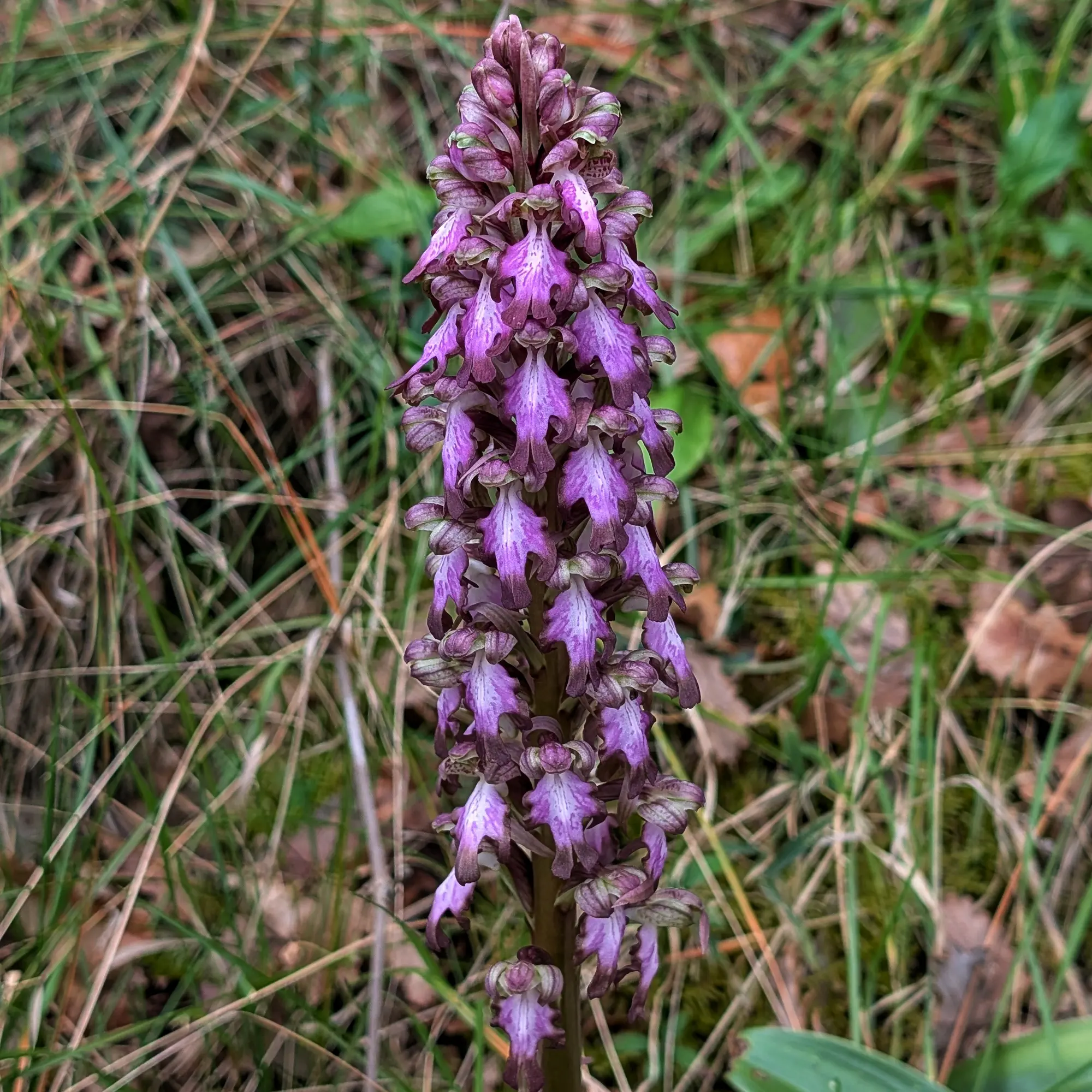 Himantoglossum robertianum in bloom, a specimen captured in its natural habitat. Himantoglossum robertianum orchid in bloom.