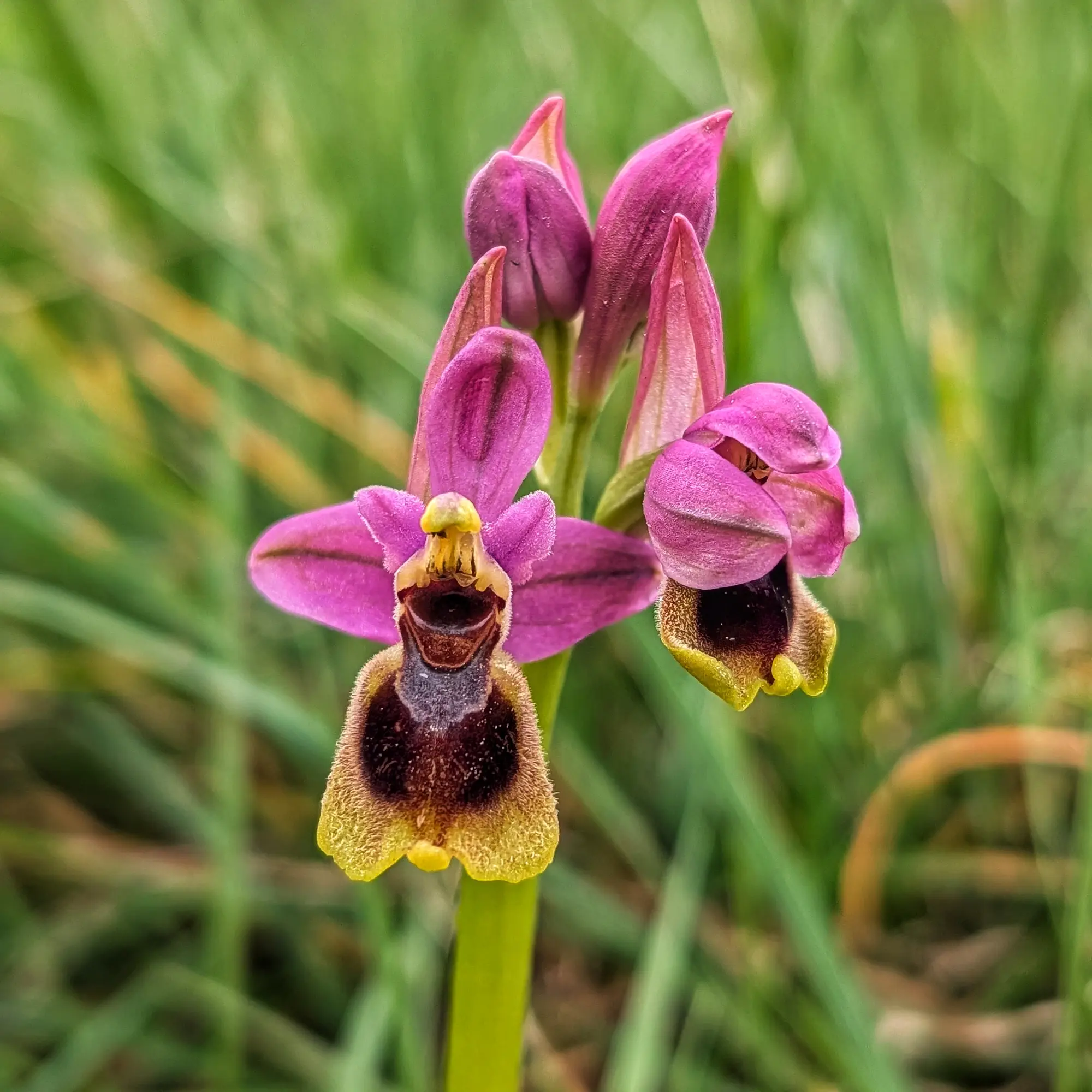 Orquídea avispa (Ophrys tenthredinifera) en primer plano, mostrando sus vibrantes pétalos magenta y un labelo distintivo de color marrón oscuro con un borde amarillo peludo. Fotografía tomada en Alt Empordà. Primer plano de una Orquídea avispa (Ophrys tenthredinifera) rosa y amarilla, con detalles marrones y fondo verde.