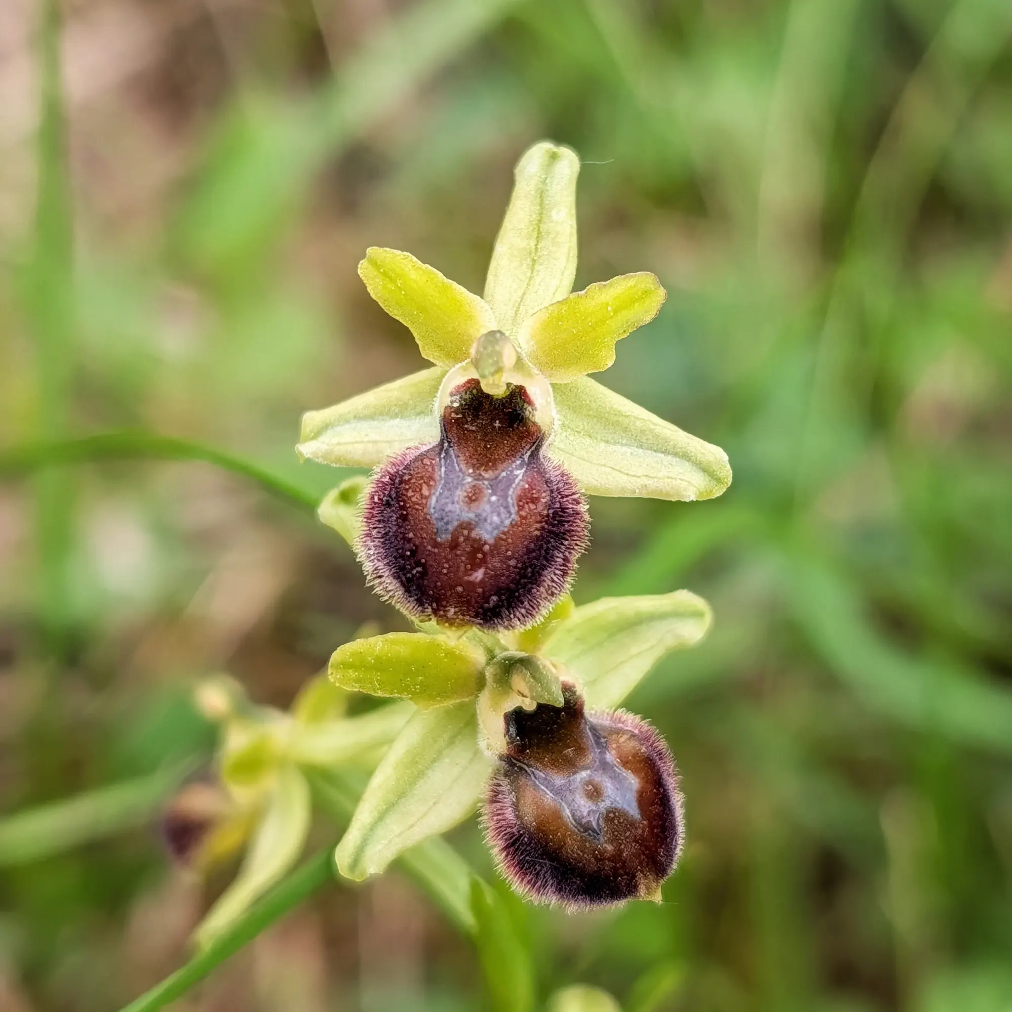 Two *Ophrys araneola* (spider orchids) displaying their distinctive green sepals and fuzzy dark brown labellums with pale markings. Photographed in Aude, France. Close-up of two *Ophrys araneola* flowers, showing green petals and fuzzy dark brown labellums with distinctive pale markings.