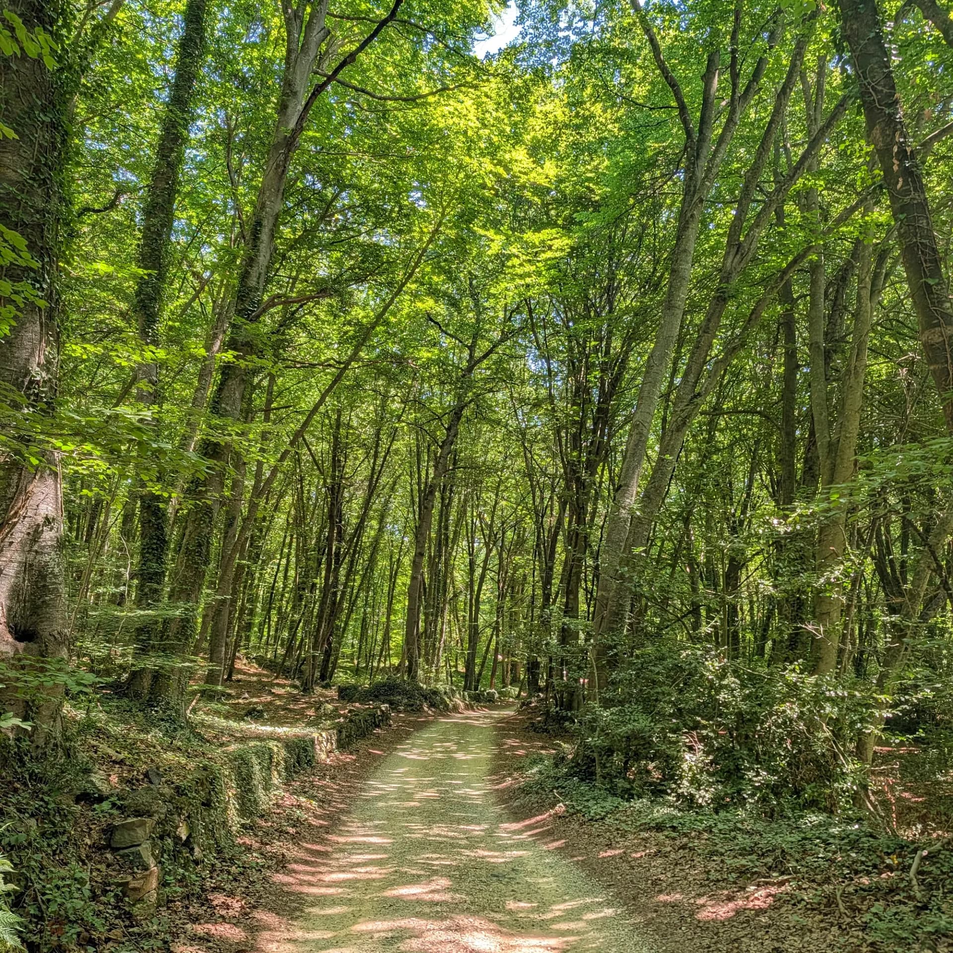 La luz del sol se filtra por el denso dosel de la Fageda d'en Jordà, un mágico hayedo en Cataluña, España. Un sendero tranquilo invita a explorar. Un camino de tierra soleado serpentea a través de un denso y exuberante hayedo con árboles altos y hiedra.