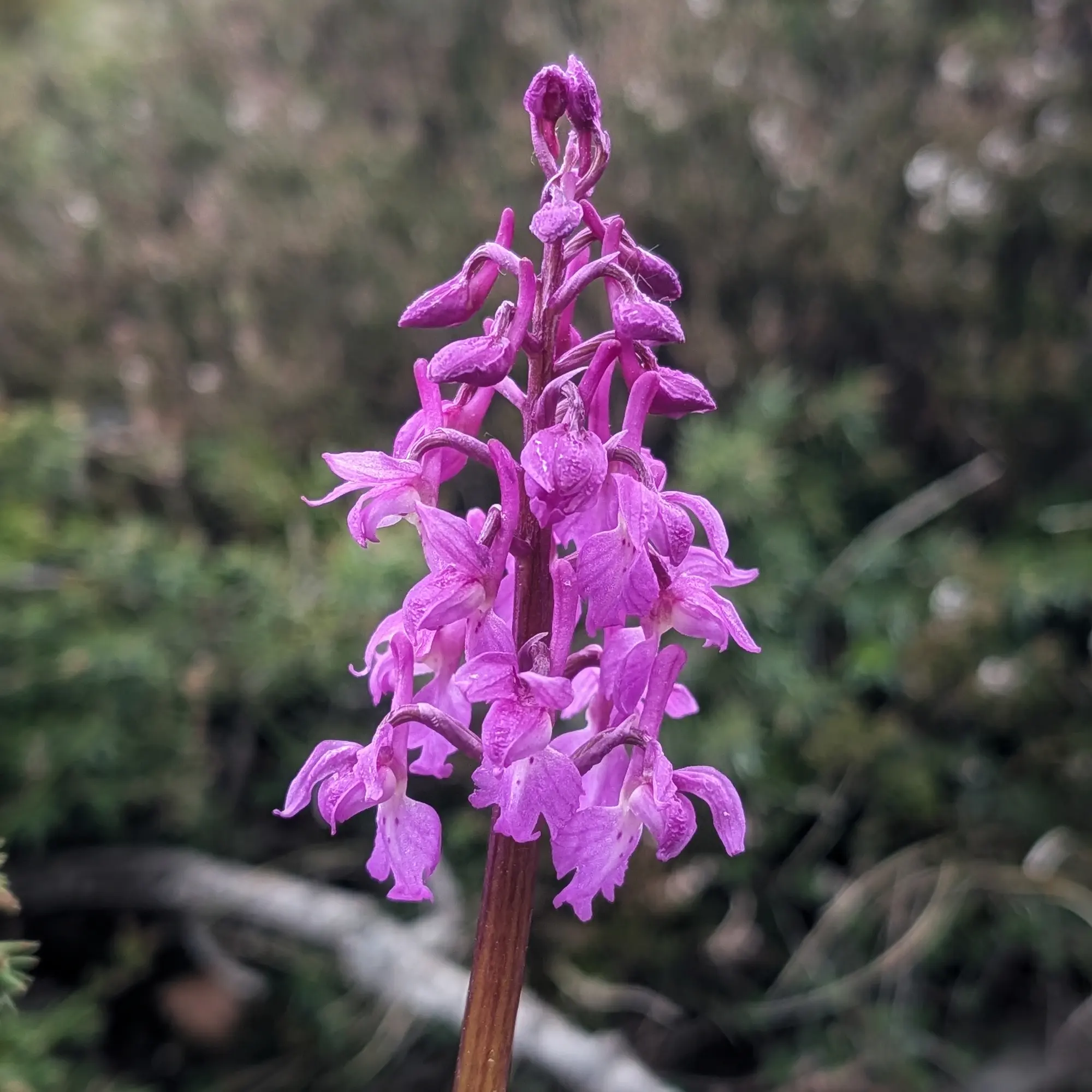 Una Orchis mascula en plena floració, capturada entre el Turó de l'Home i les Agudes. La seva vibrant inflorescència porpra destaca sobre el fons natural. Primer pla d'una orquídia silvestre Orchis mascula amb flors de color porpra intens i fons borrós verd.