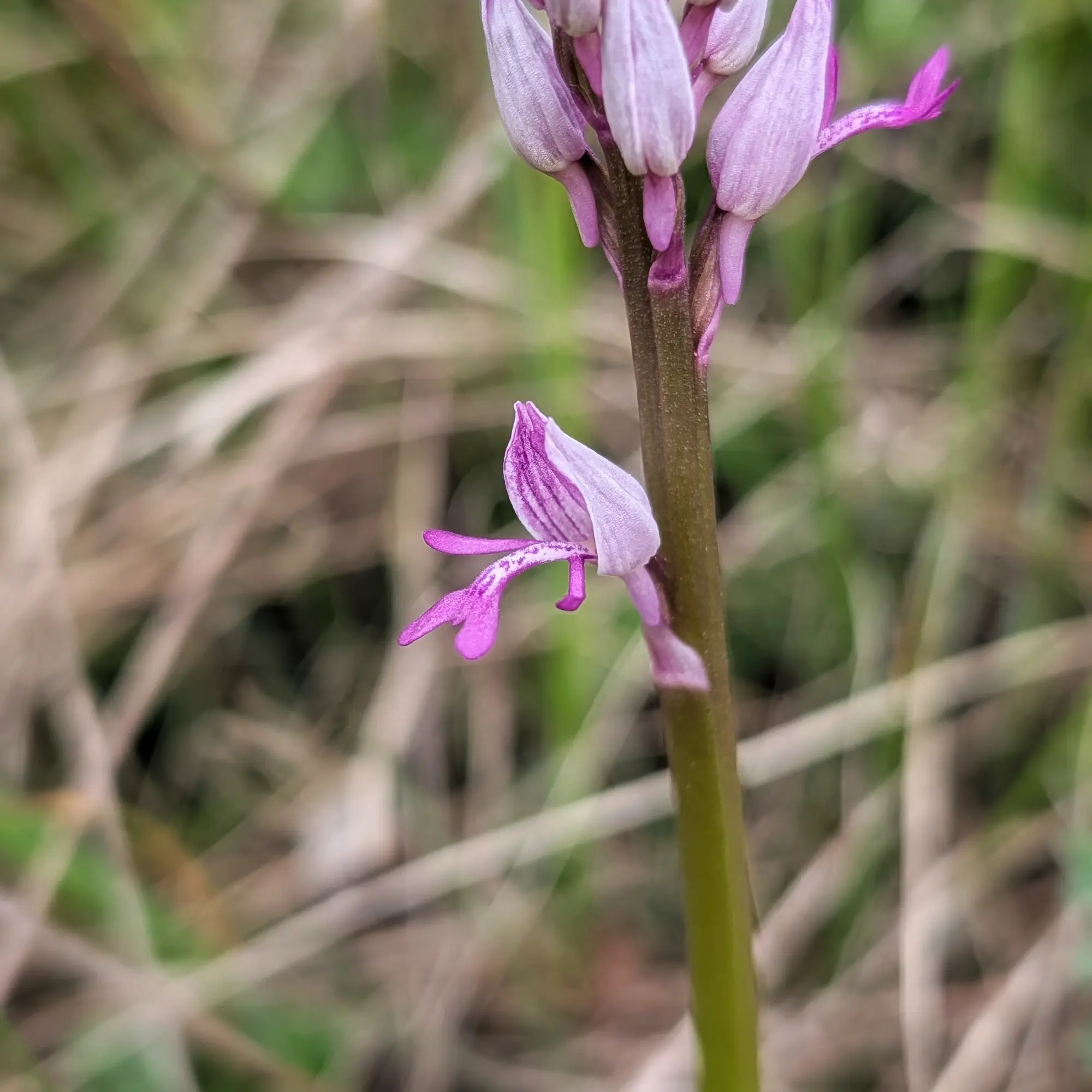 A detailed view of a Military Orchid (Orchis militaris) showing its characteristic pink and purple blooms. Photographed in Aude, France. Close-up of a pink and purple Military Orchid (Orchis militaris) spike against a blurred natural background.