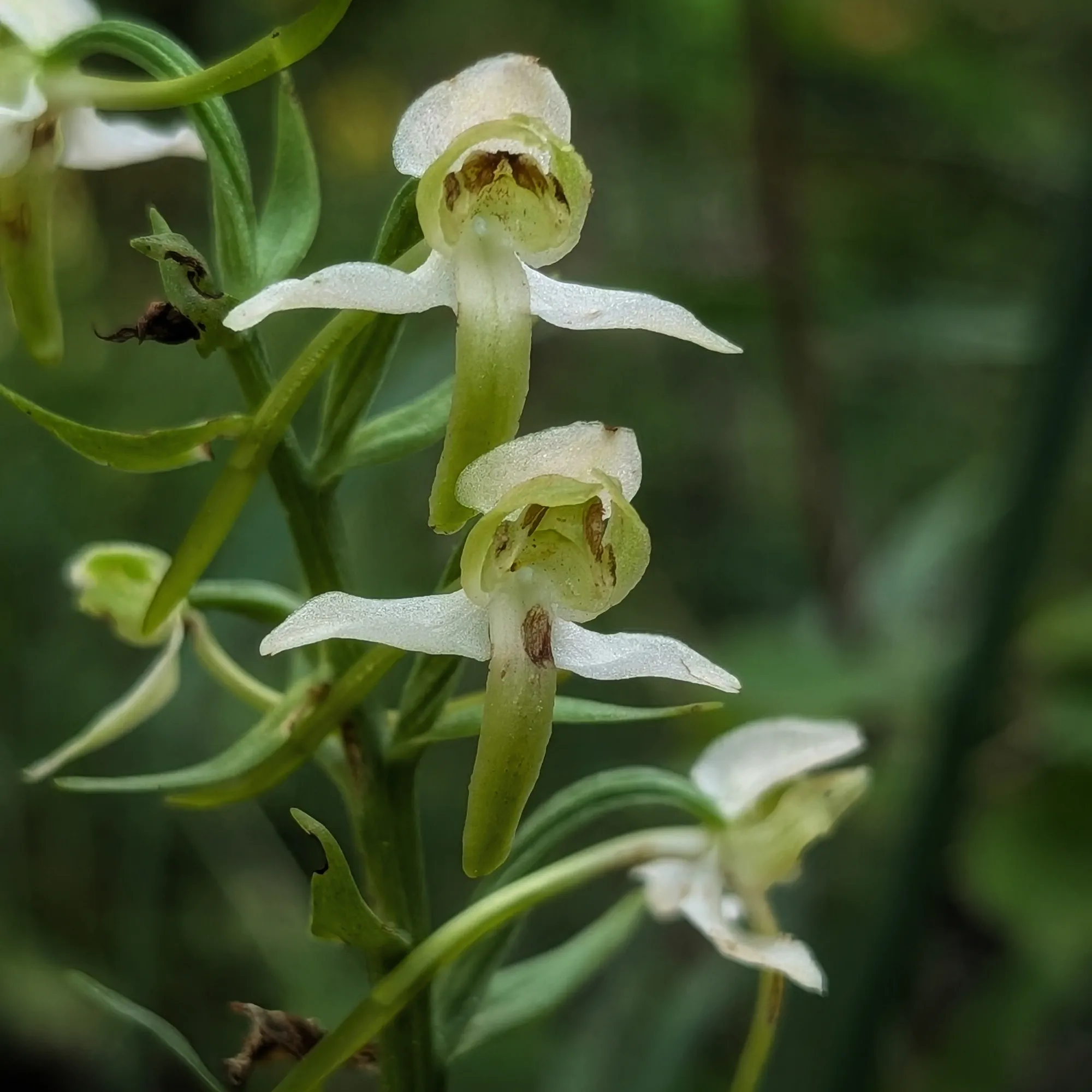 Detalle de las flores de Platanthera chlorantha Detalle de dos flores, mostrando el labio inferior y el espolón verde claro.