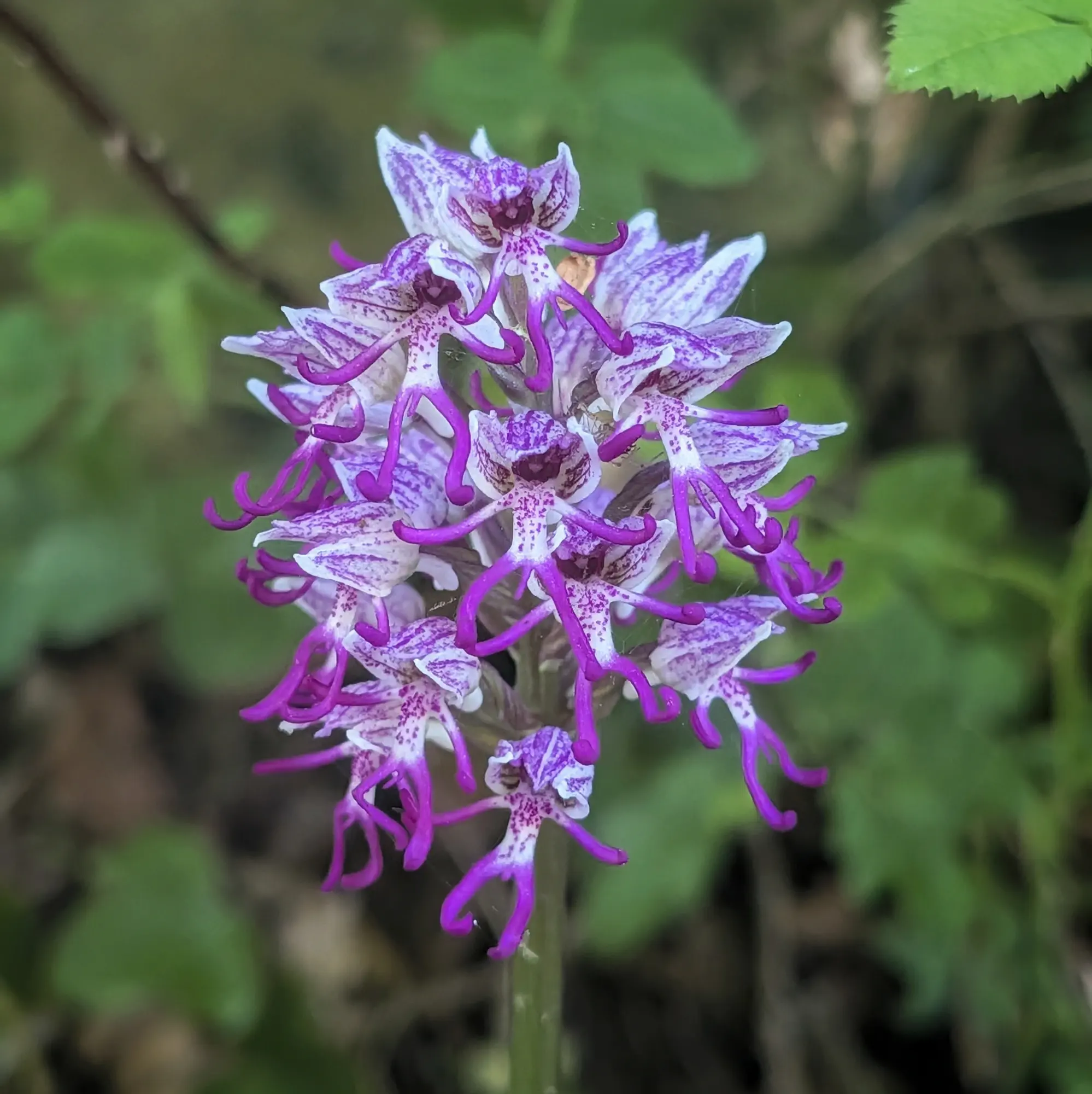 A striking Monkey Orchid (Orchis simia) photographed during the Puig de les Àligues, Salt del Molí, and Bellmunt route from Vidrà. Close-up of a Monkey Orchid (Orchis simia) with white and purple spotted florets and curled petals against blurred green.
