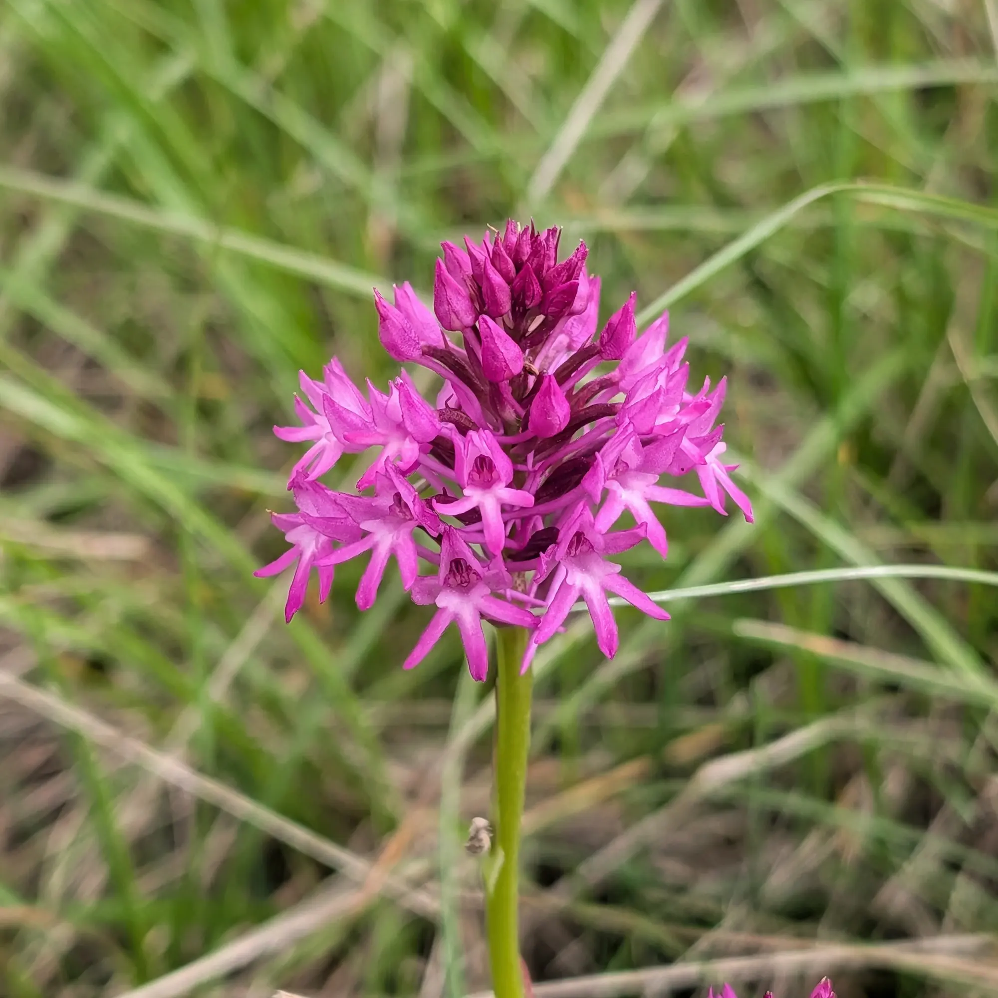 A Pyramidal Orchid (Anacamptis pyramidalis) displaying its distinctive magenta flowers. Photographed in Aude, France. Close-up of a vibrant magenta Pyramidal Orchid (Anacamptis pyramidalis) against a soft green background.